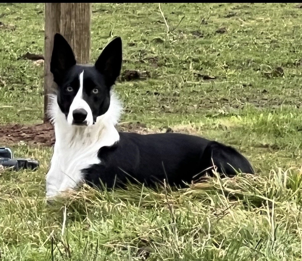 Loki