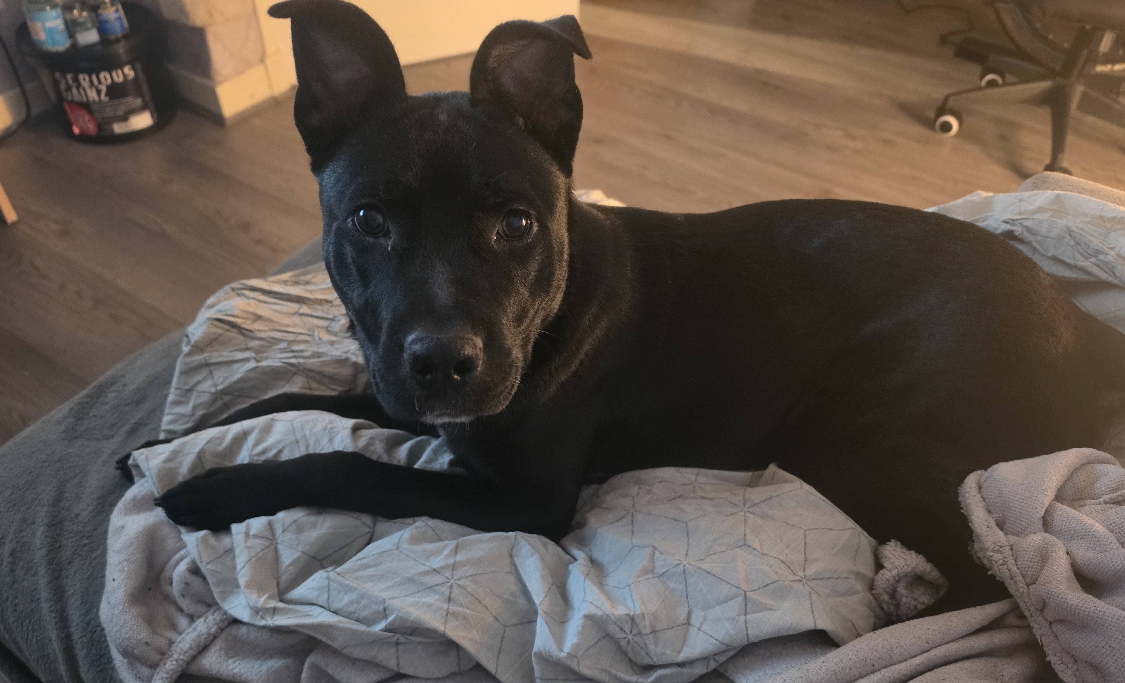 Bella