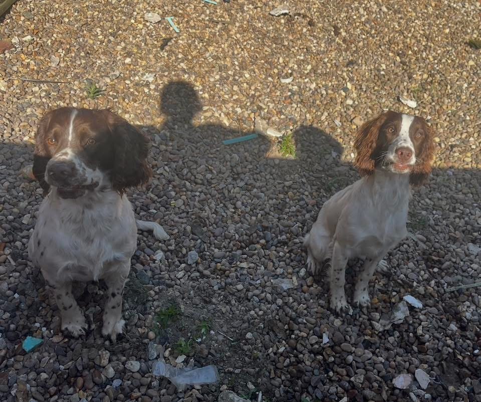 Patch and Spot