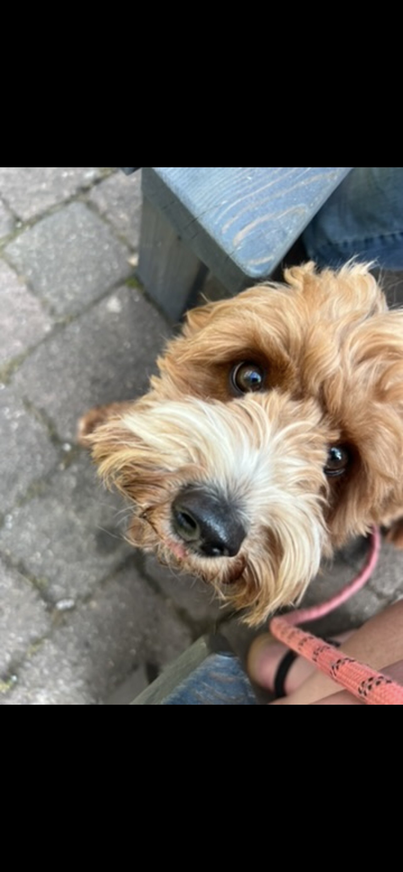 Daisy