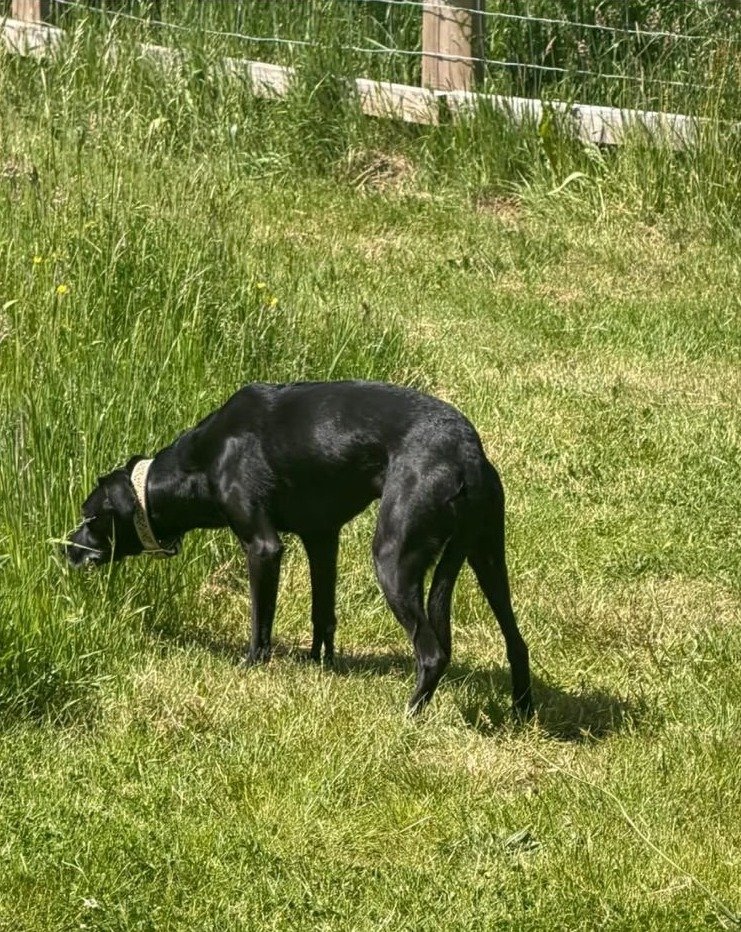Tima