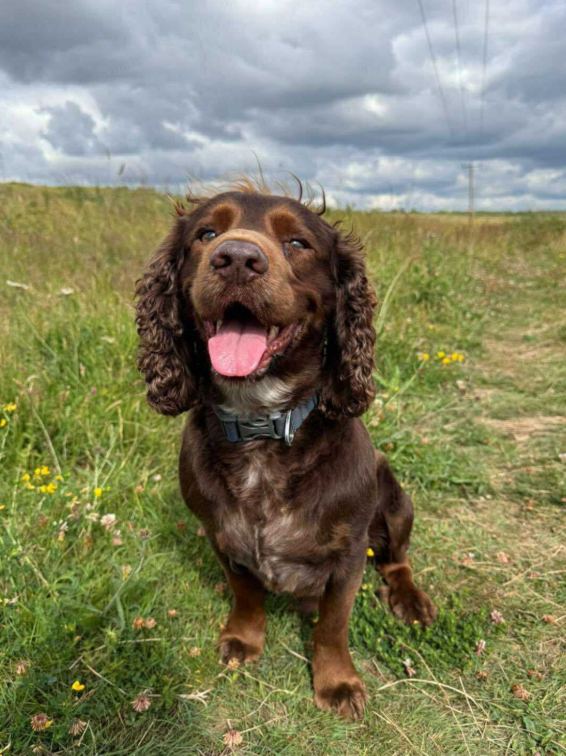 Jasper