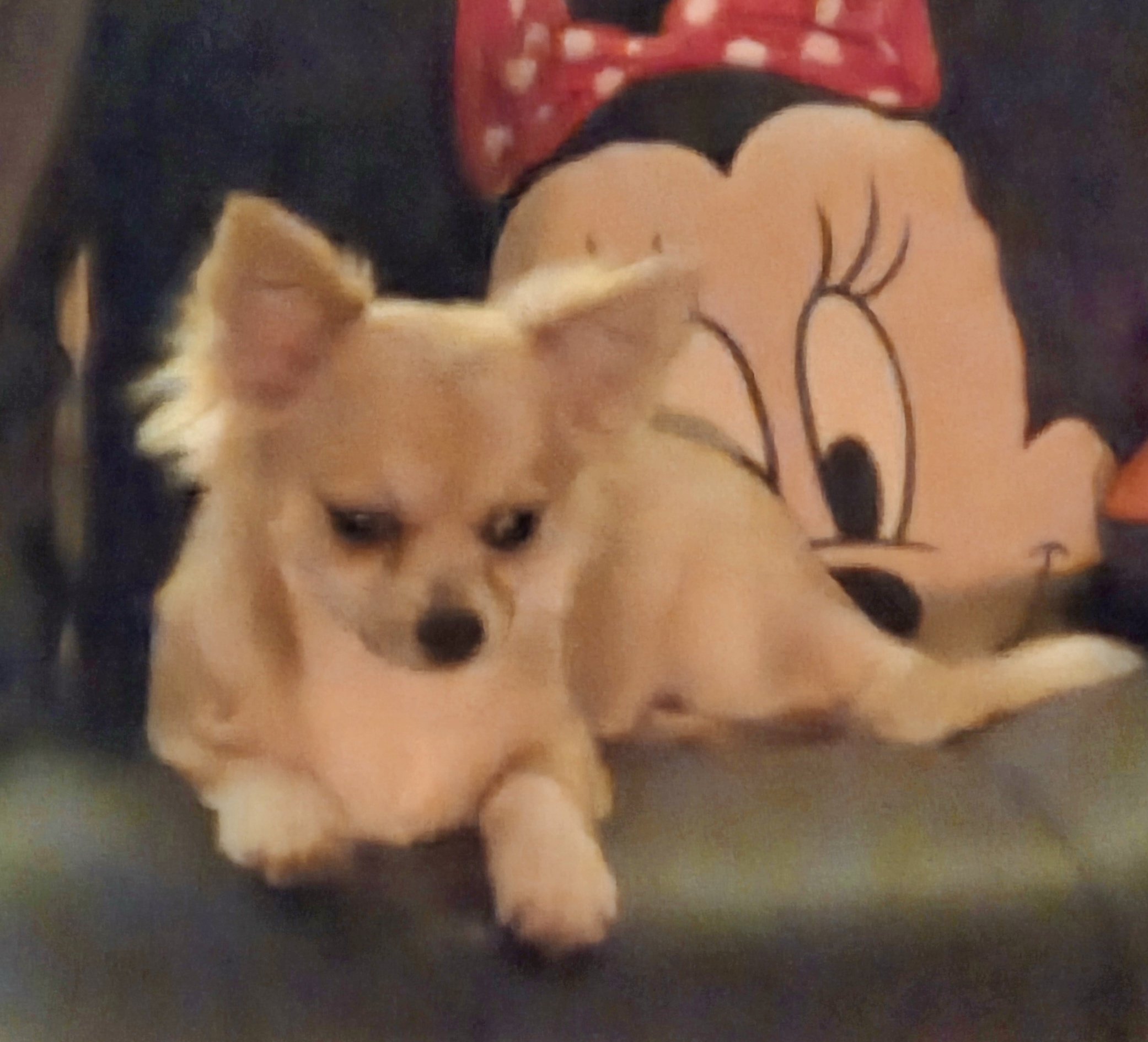 Poppy
