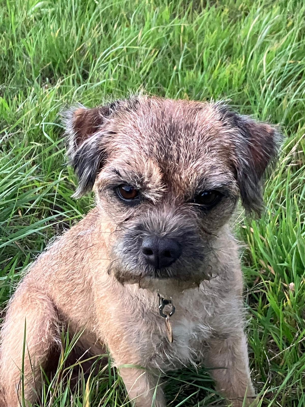 Mungo