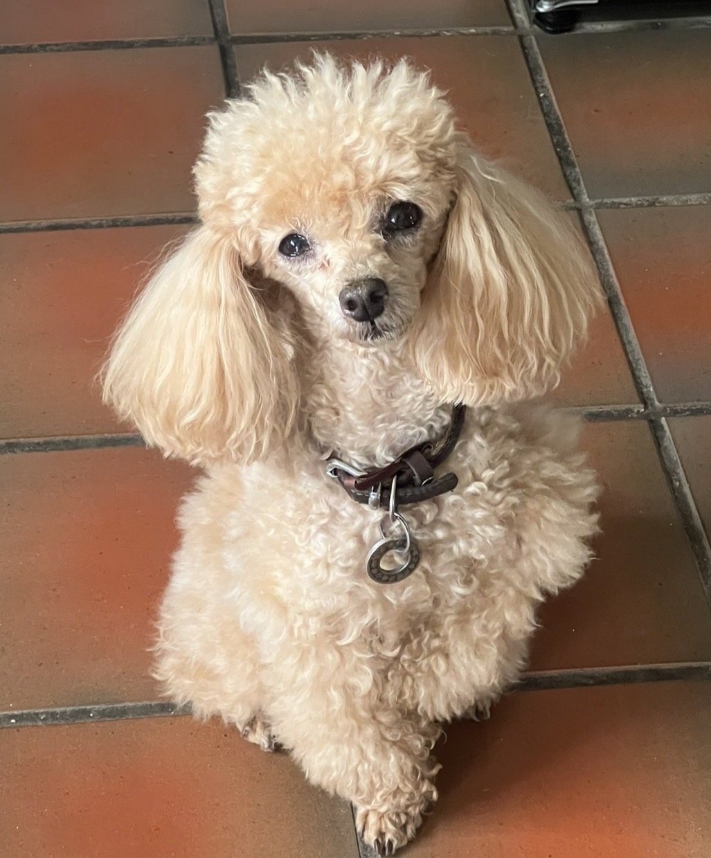 Teddy