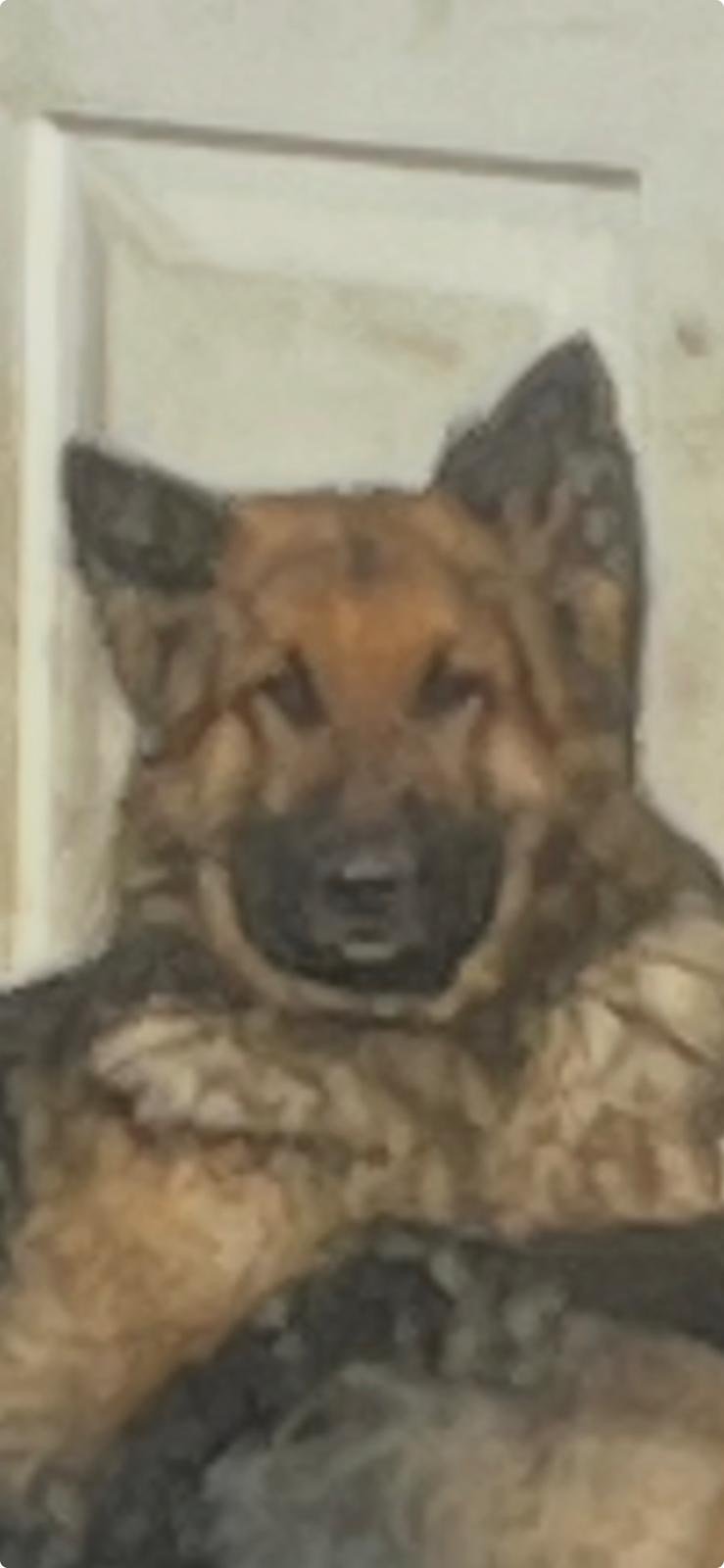 Rex