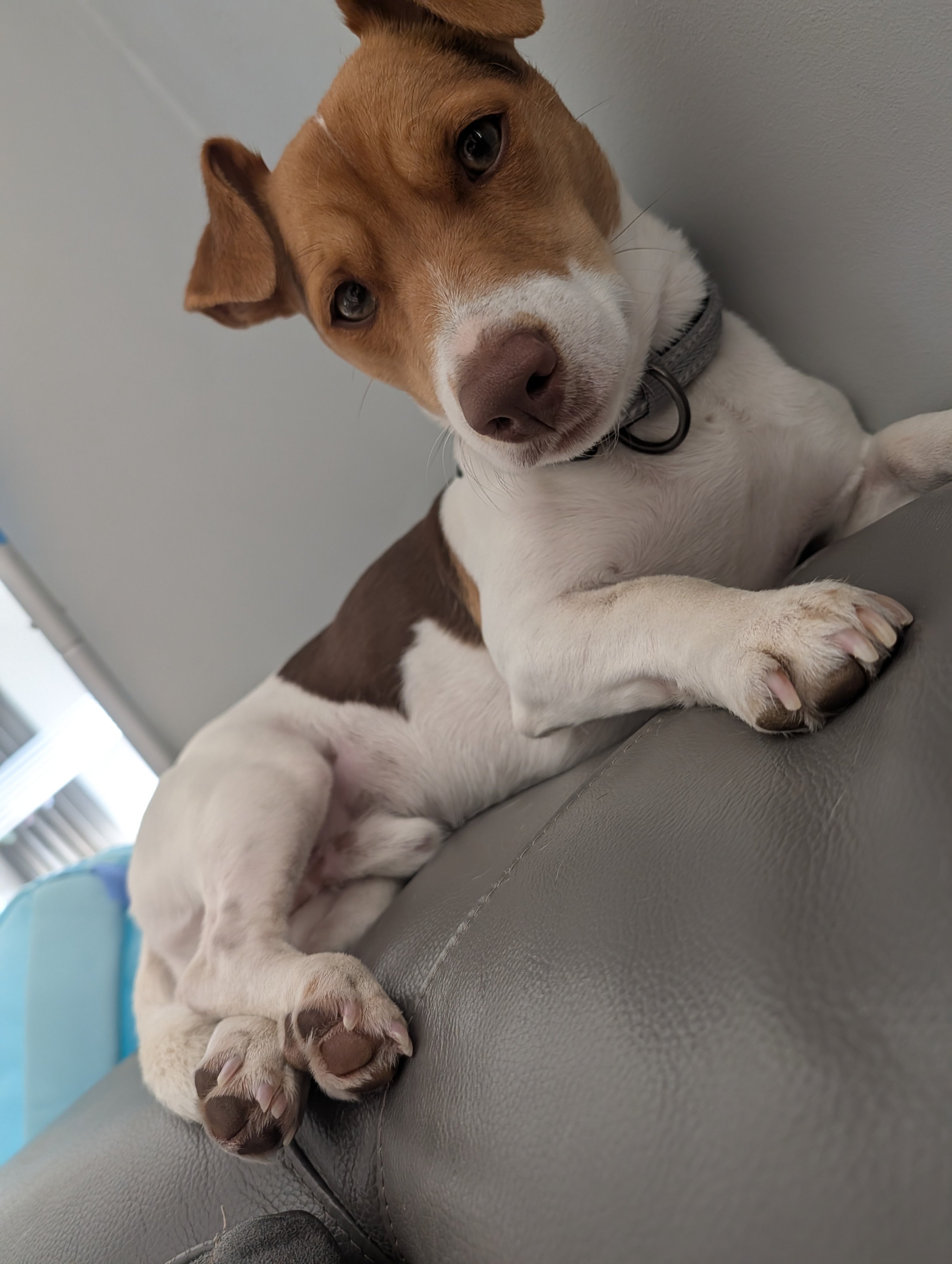 Rolo