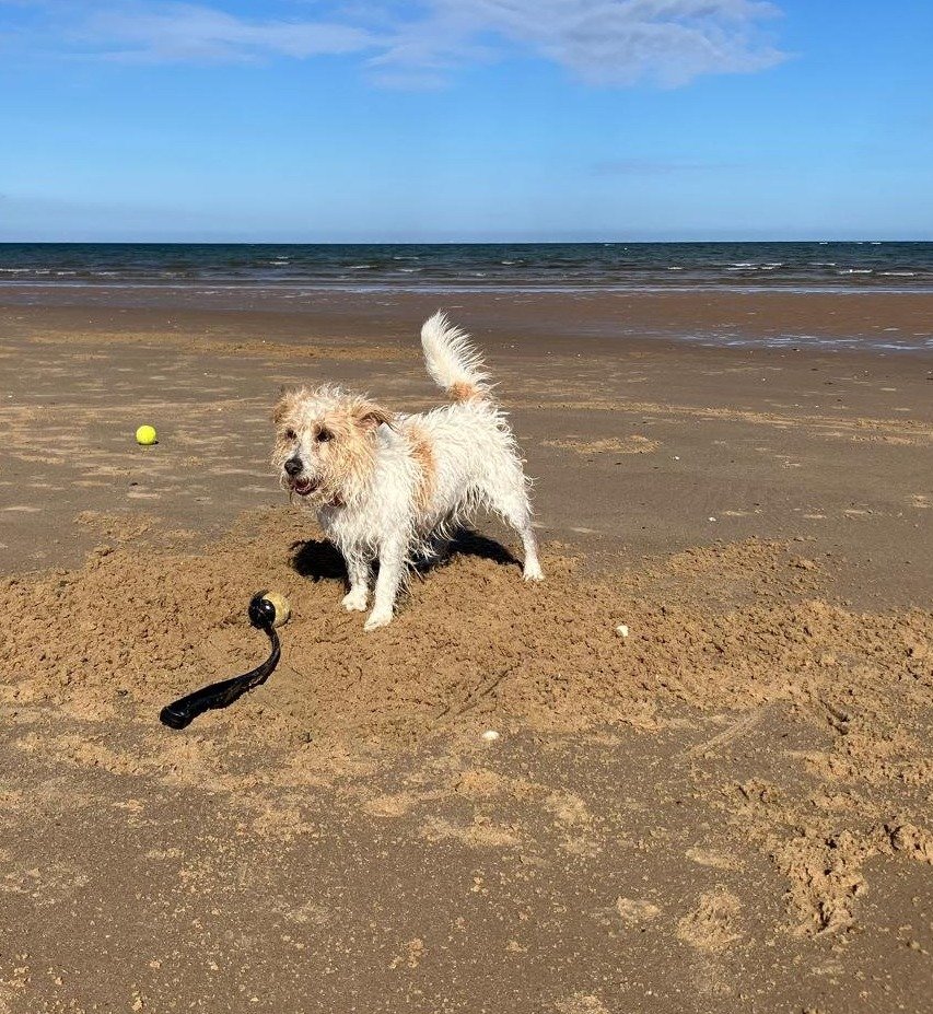 Spot