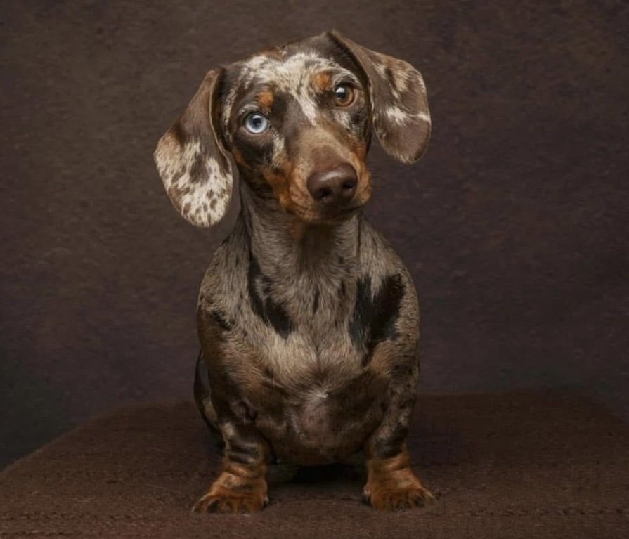 Daphne