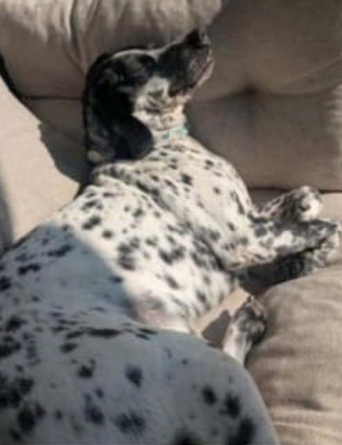 Chester