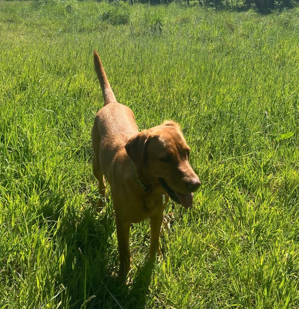 Daisy