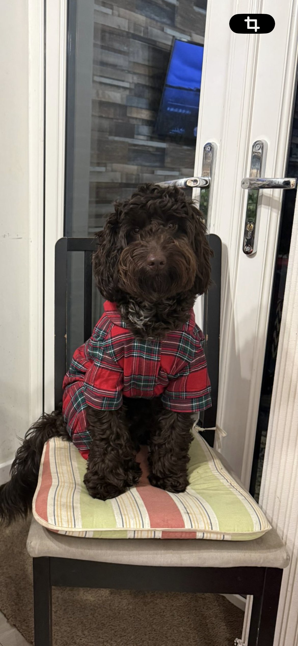 Bruno