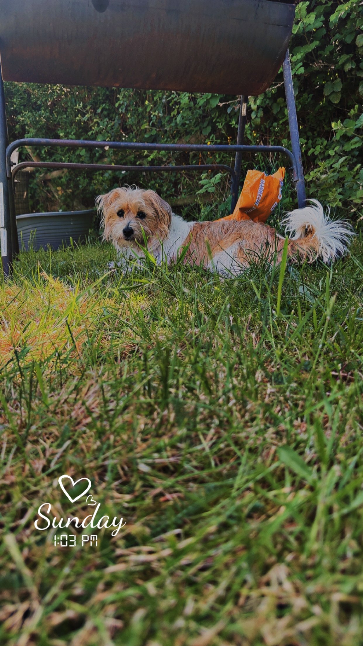 Daisy