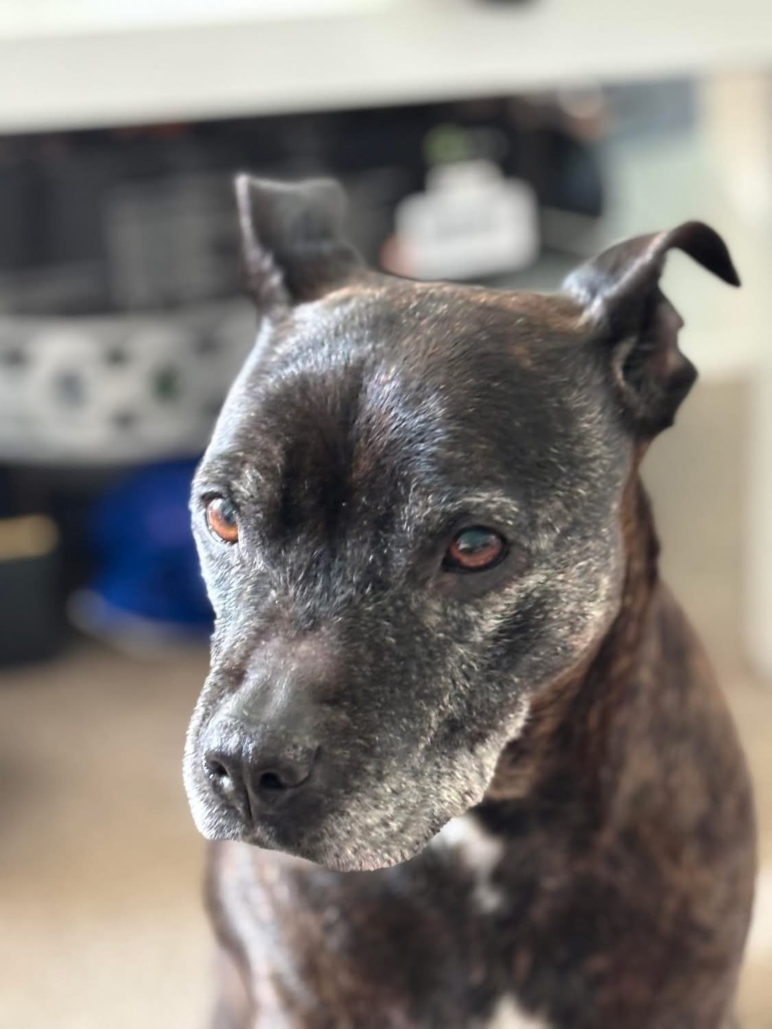 Roxy