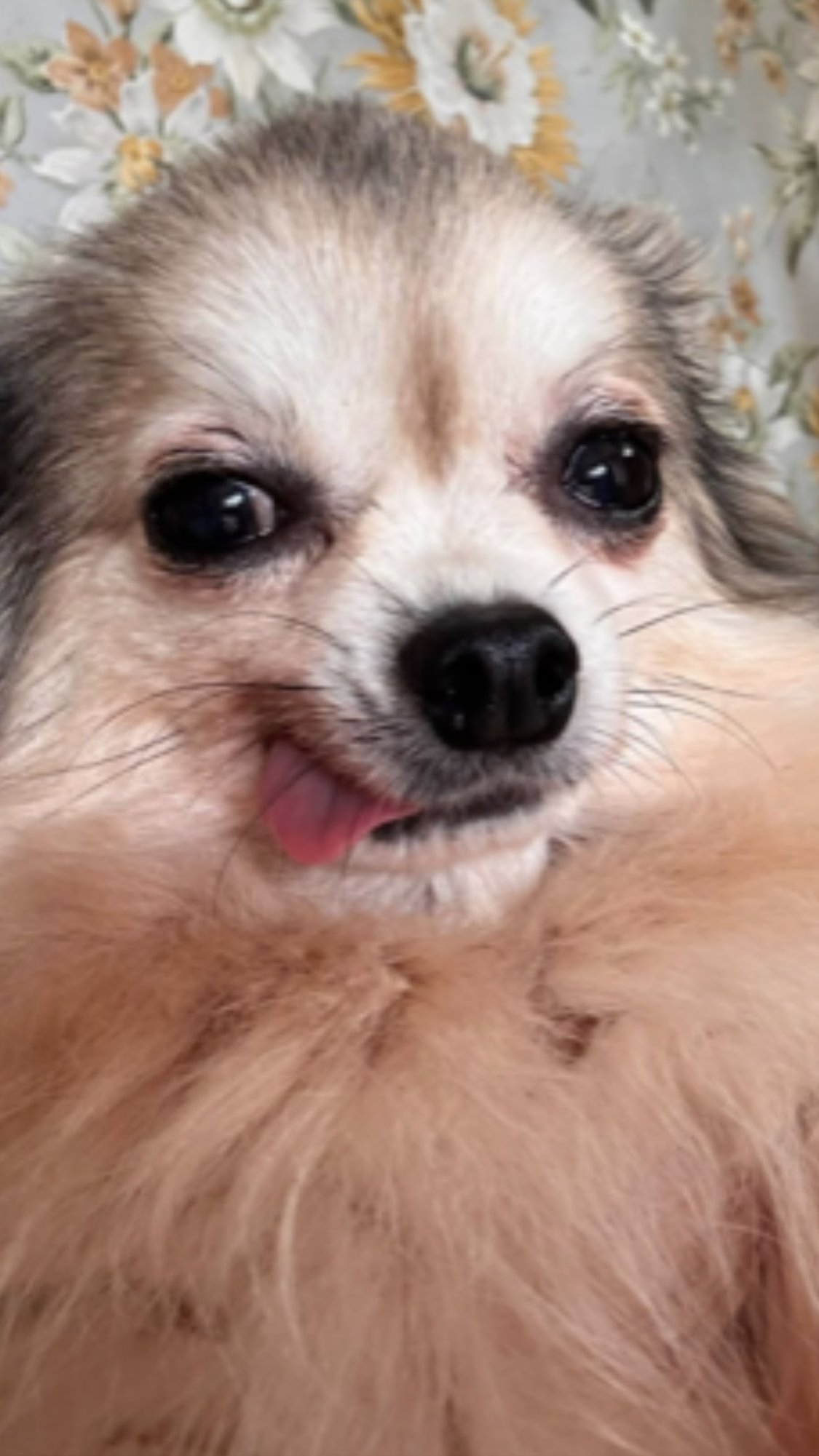 Pixie