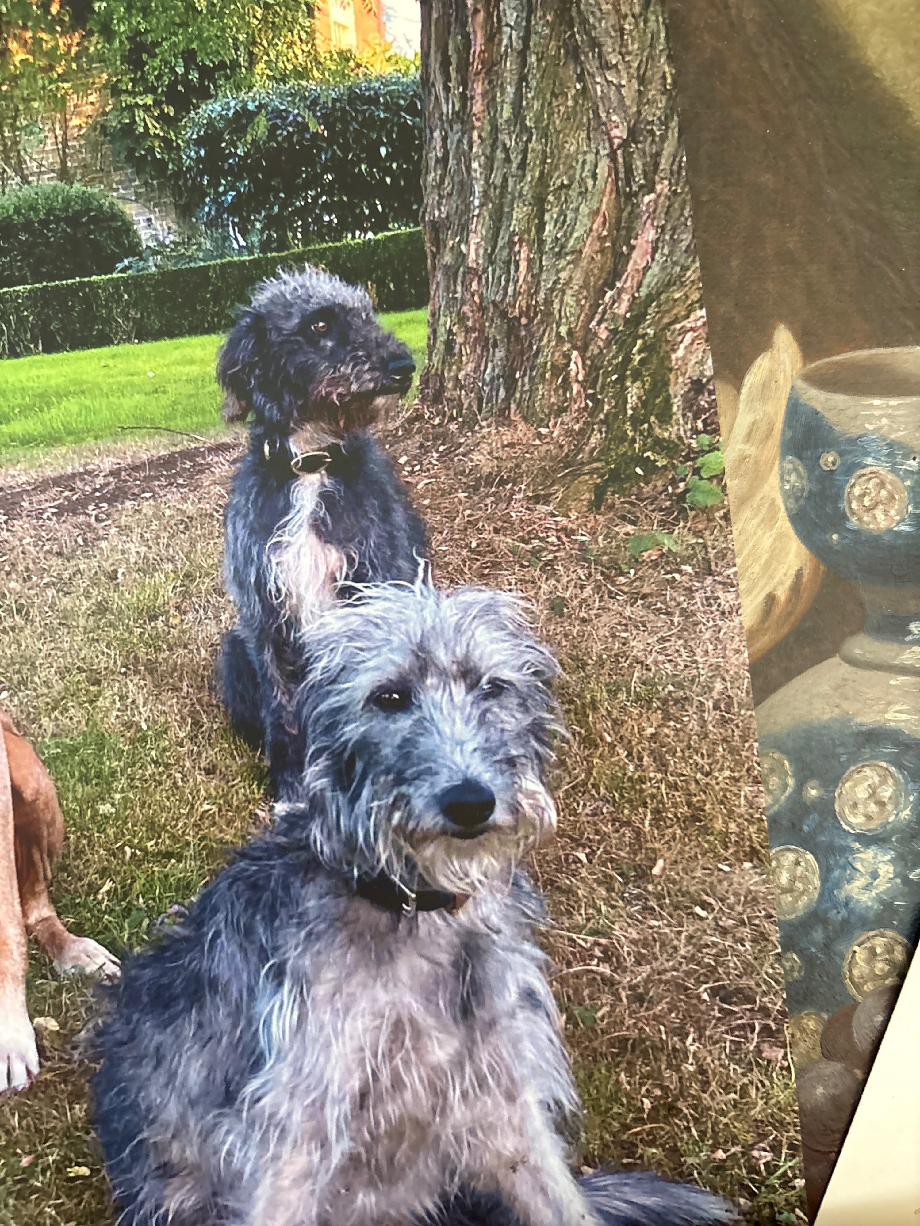 Pip and Luna ( Female & Male )