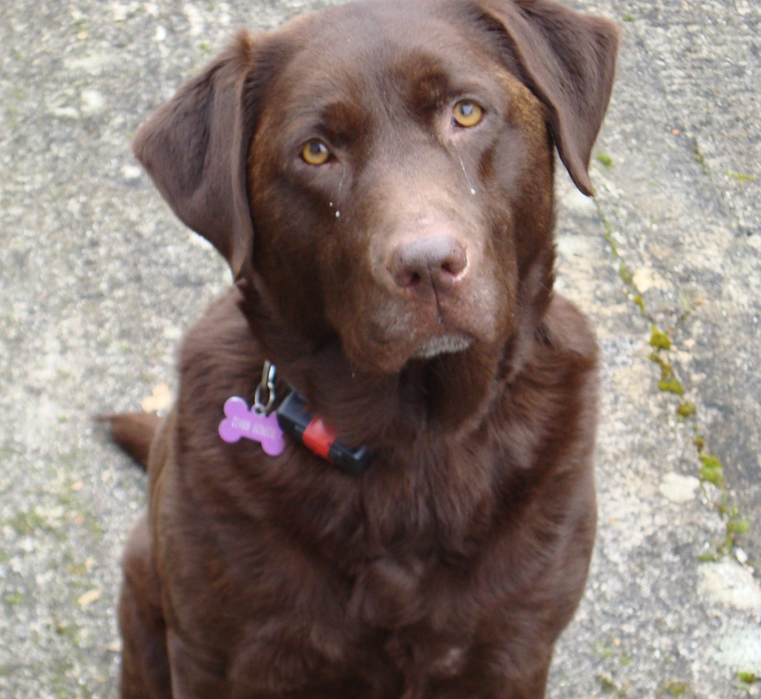 Hershey