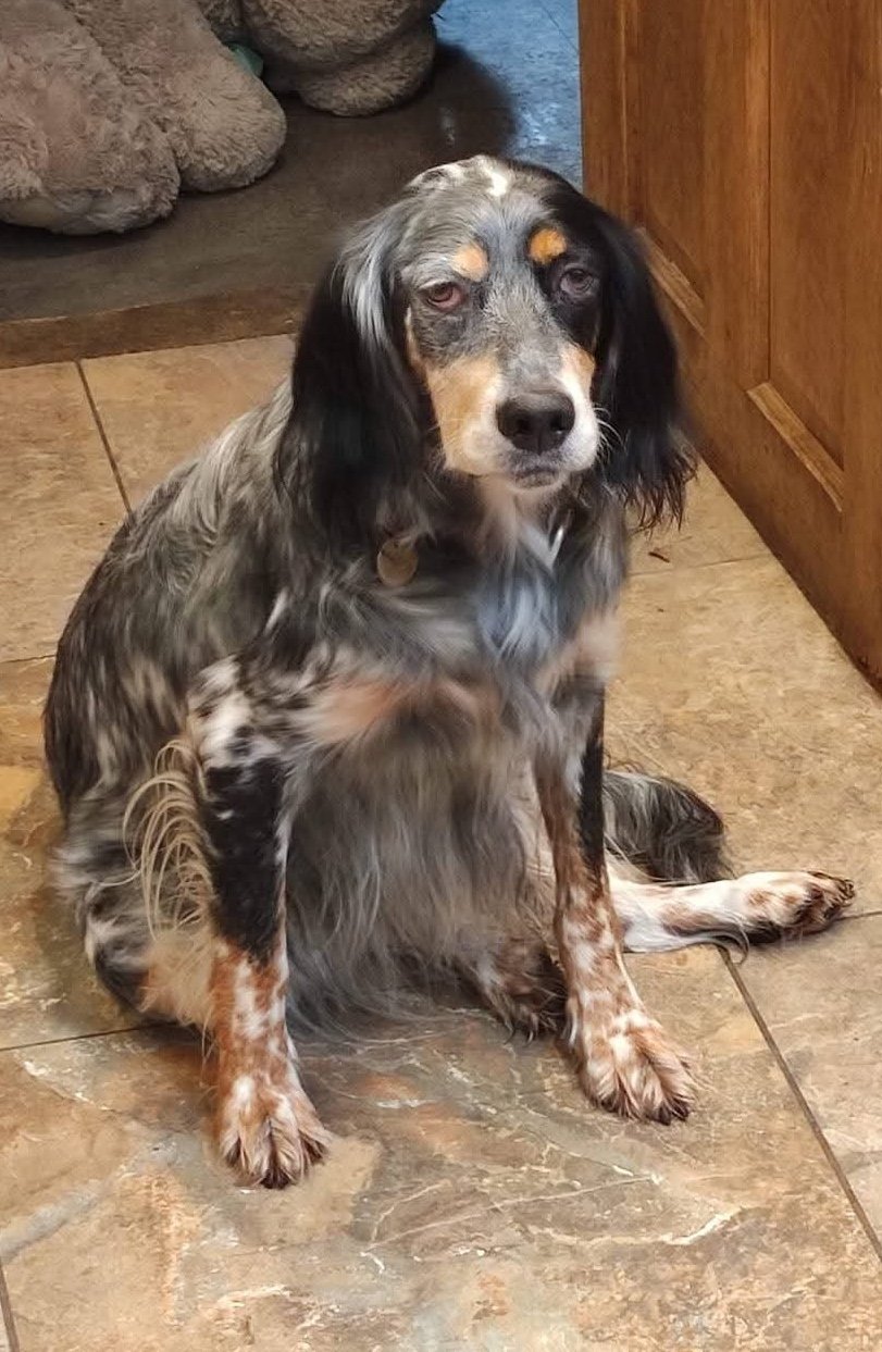 Sadie