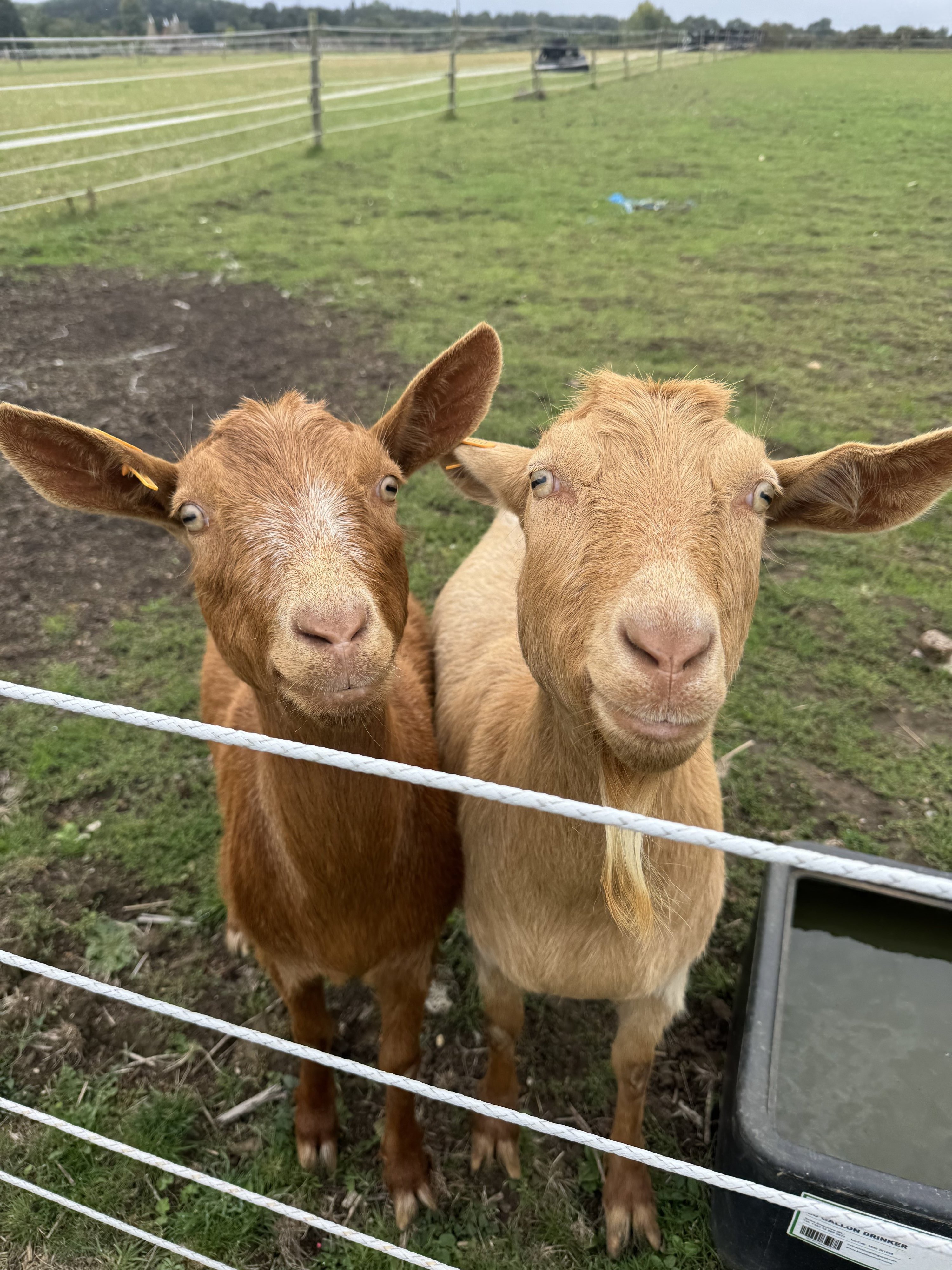 Maple and maggie