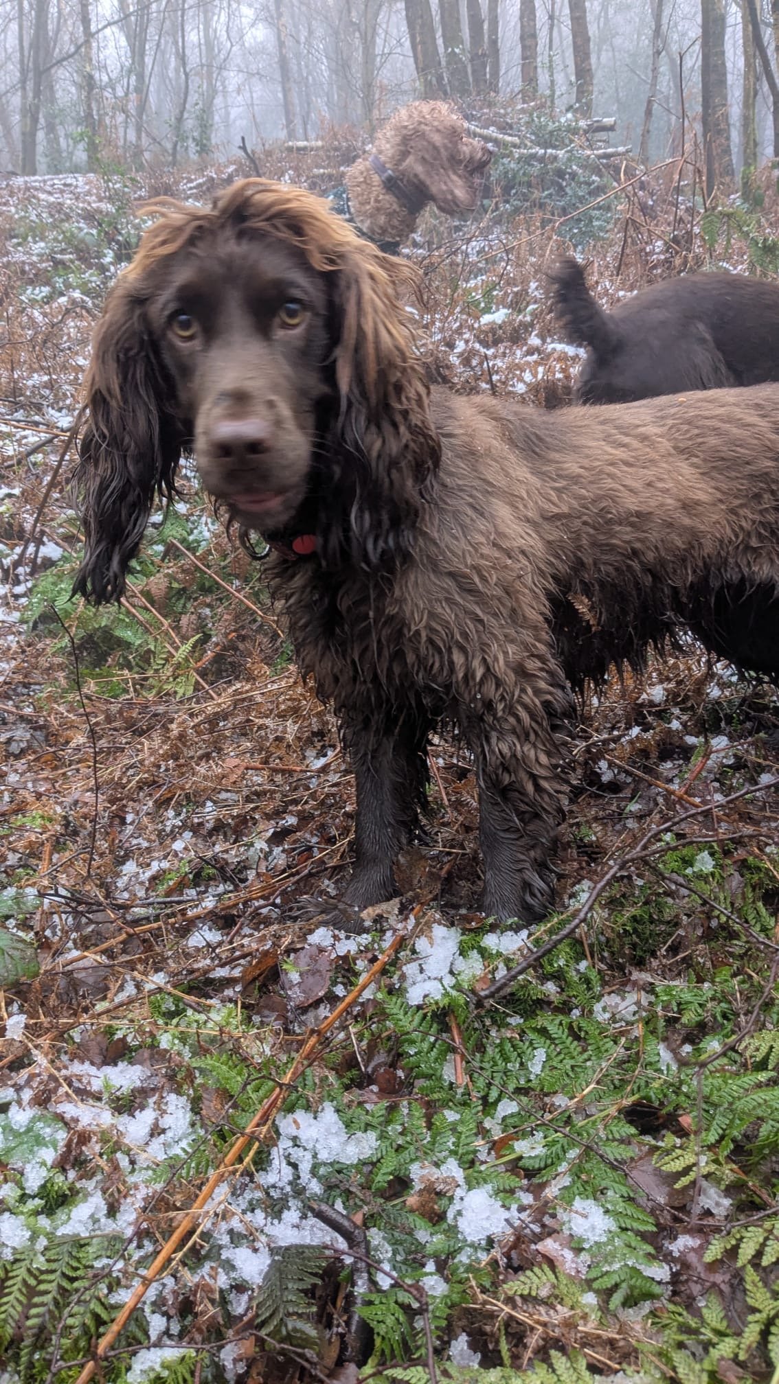 Ella
