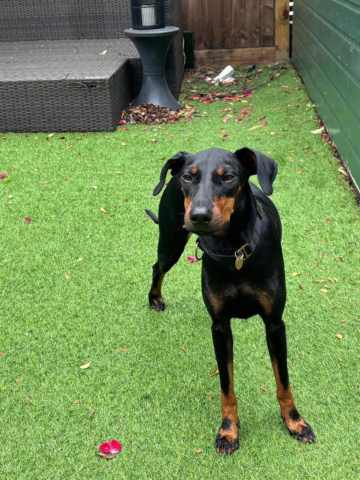 Merlin