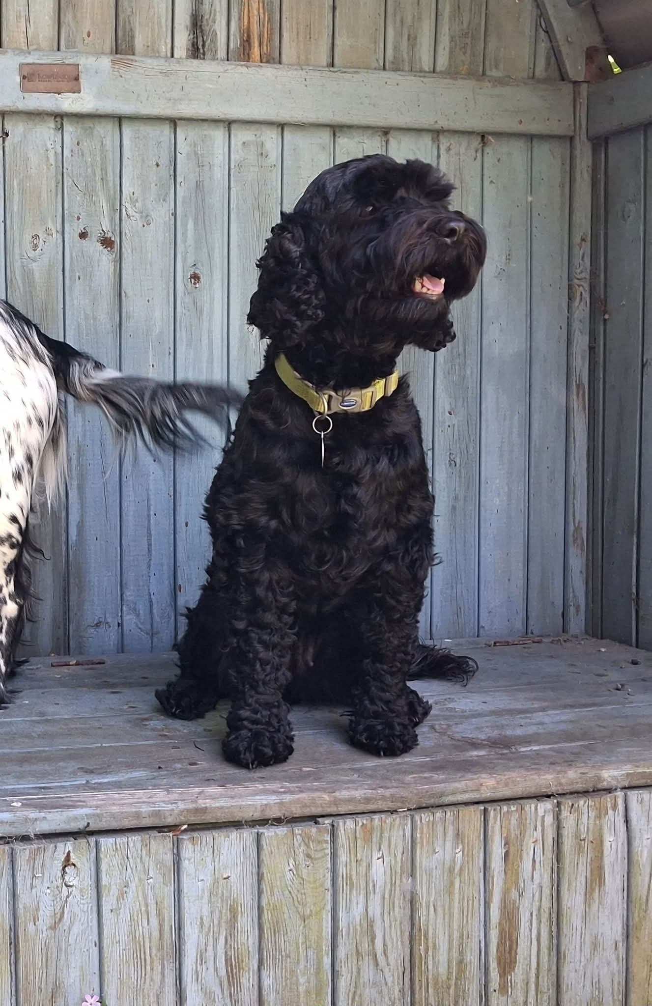 MOLLY