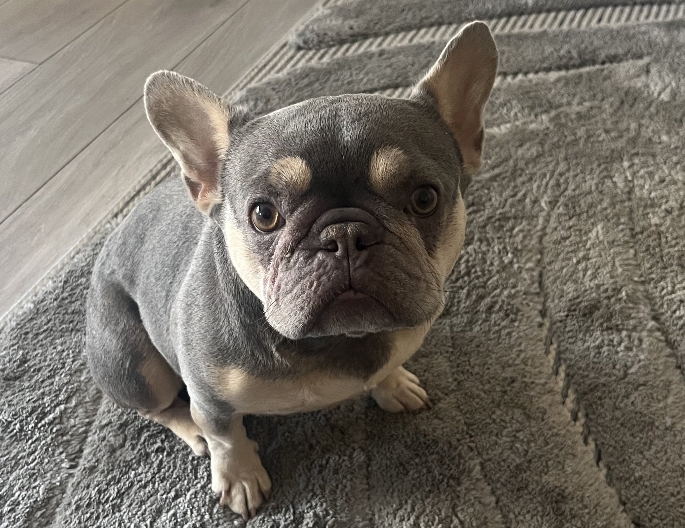 Dolly