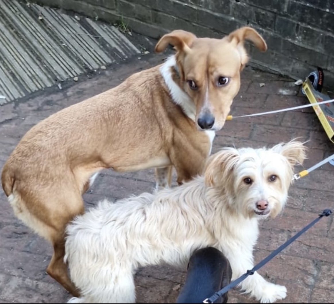 Bibbi and Poppy