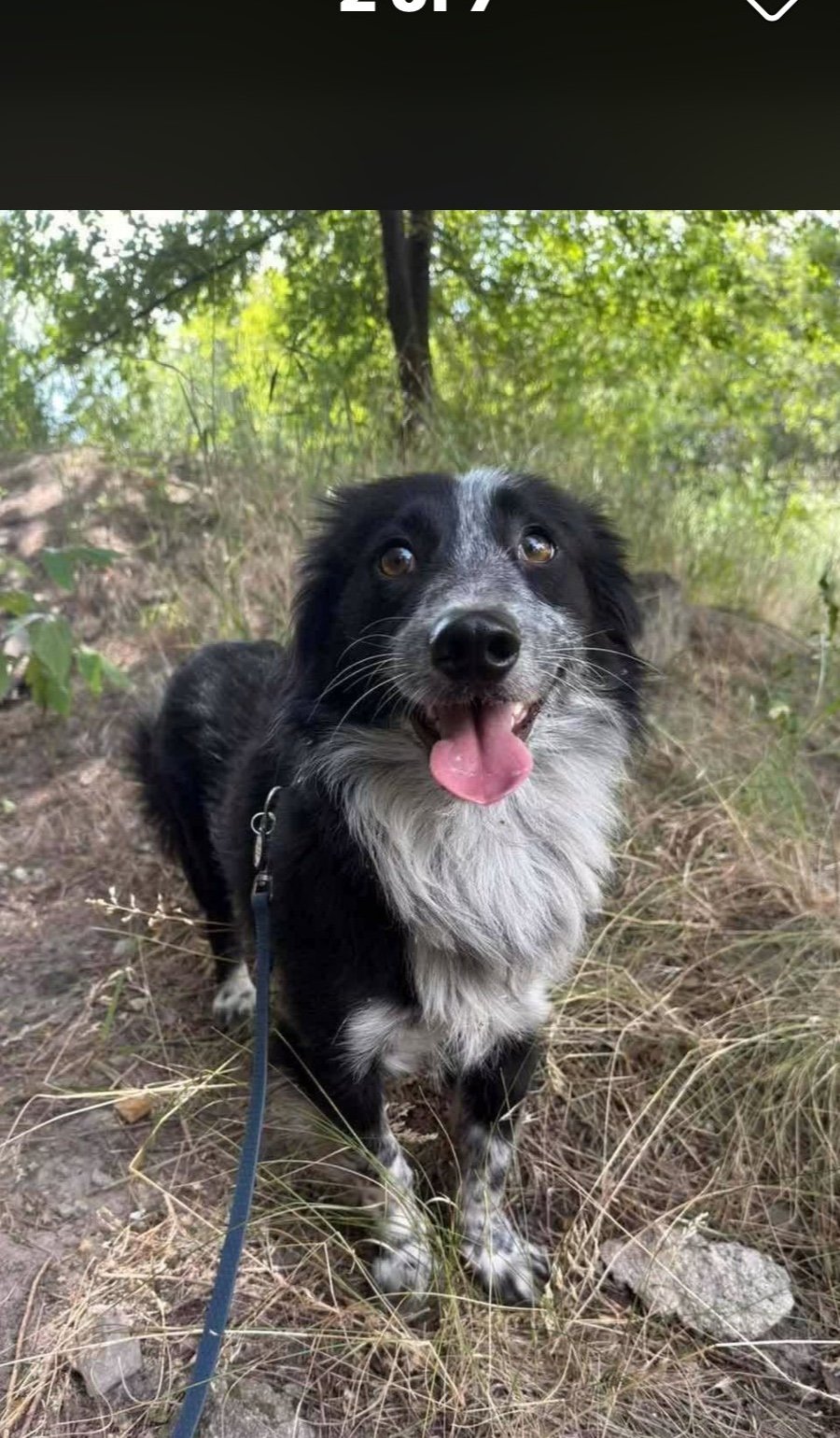 Archie