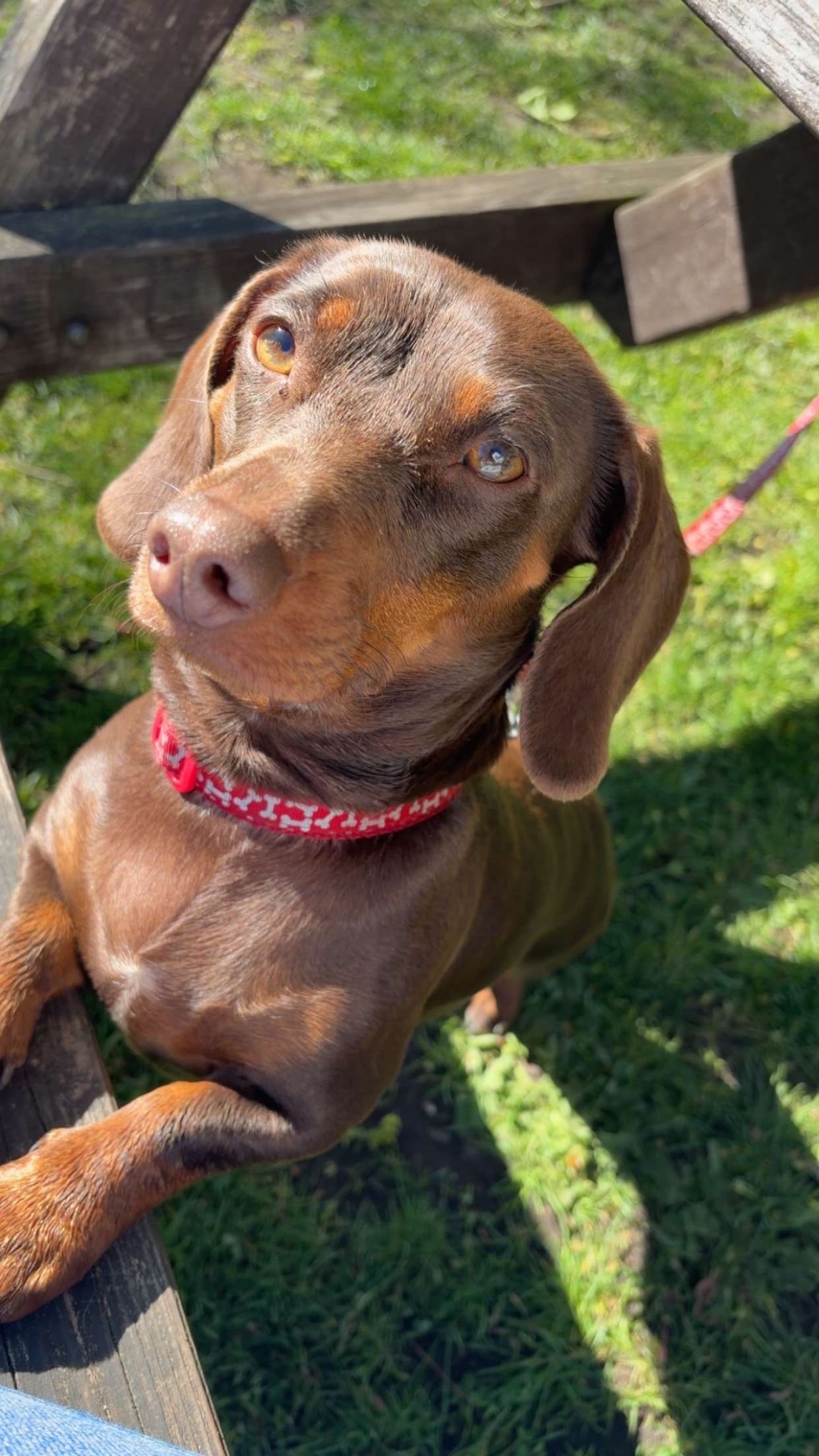 Hazel