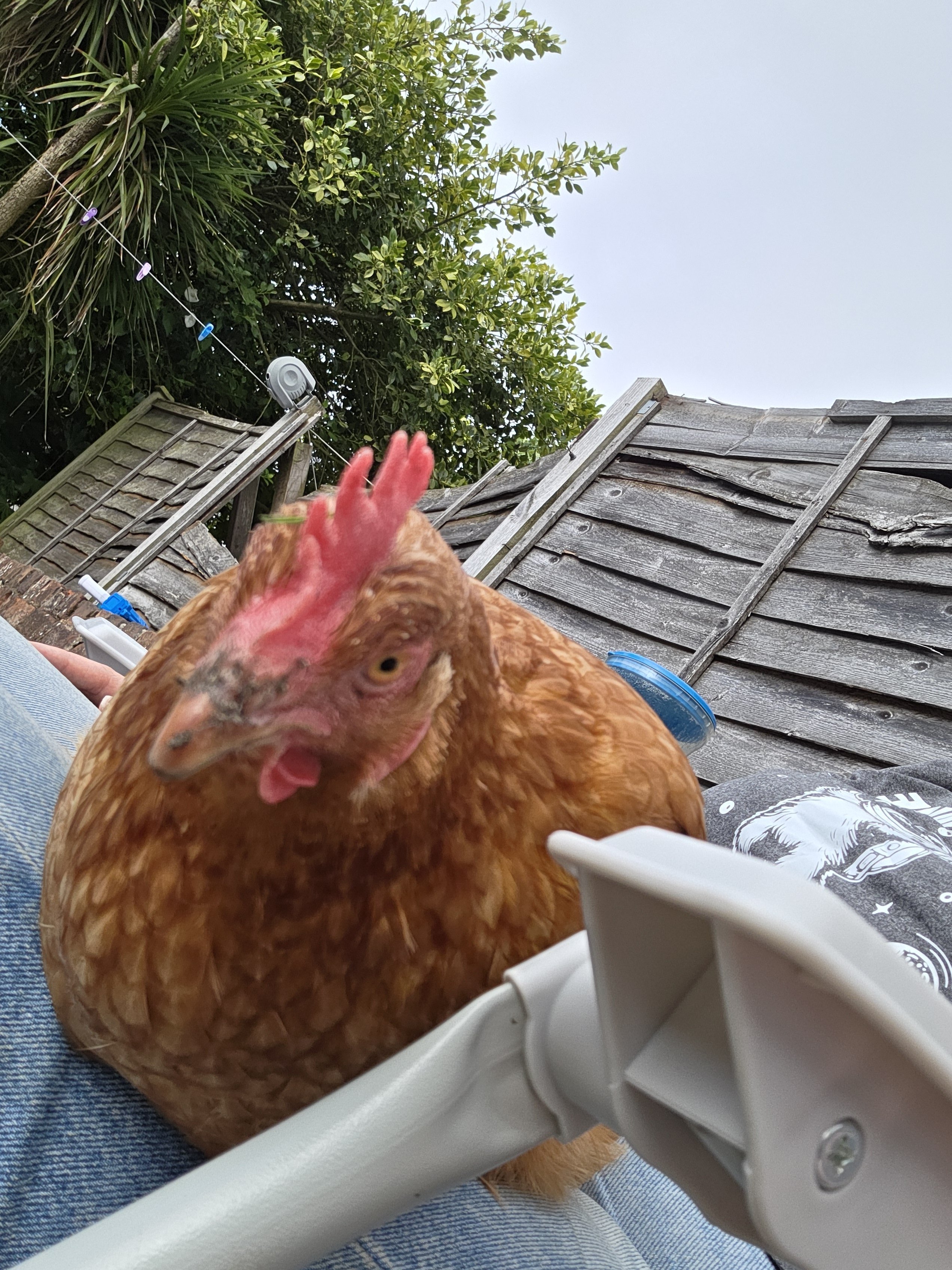 Ginger