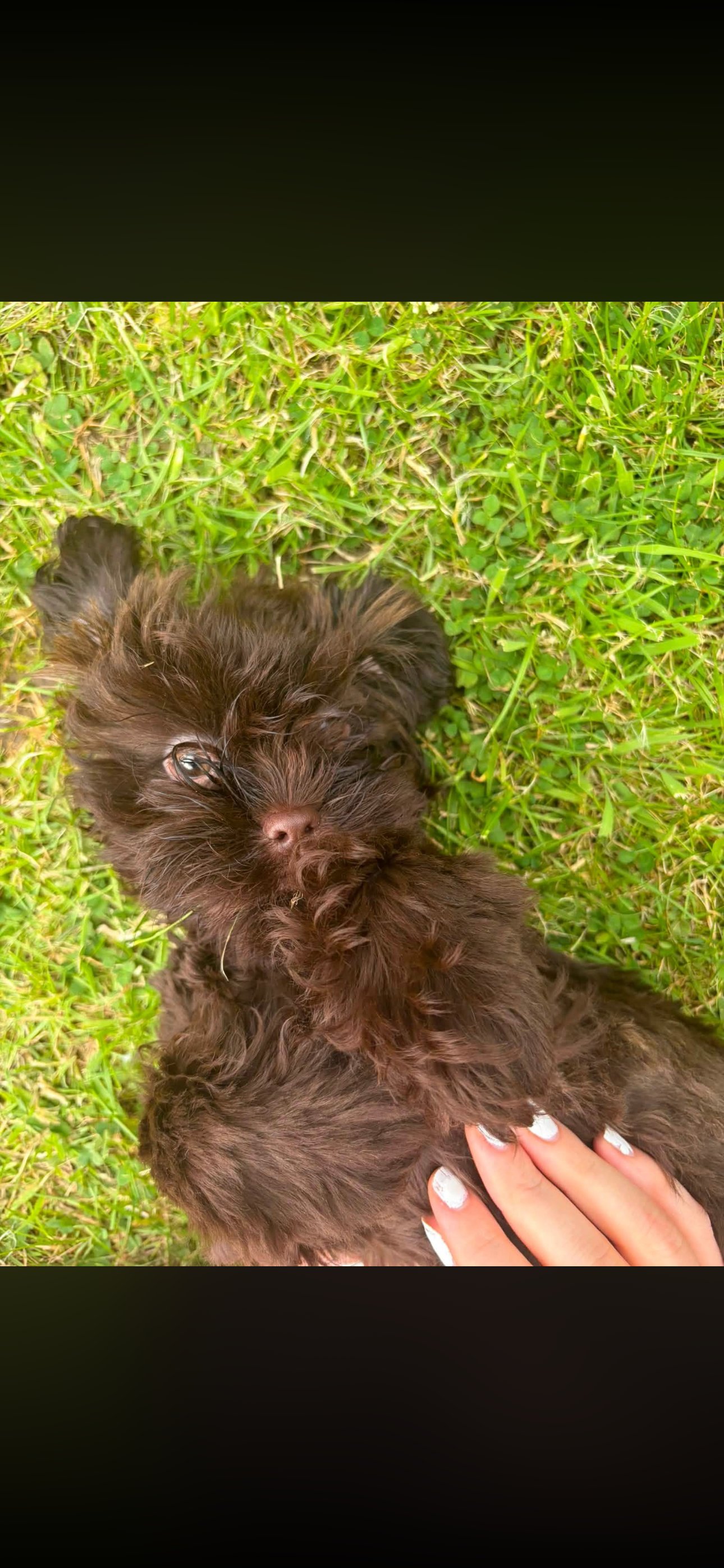 Rolo