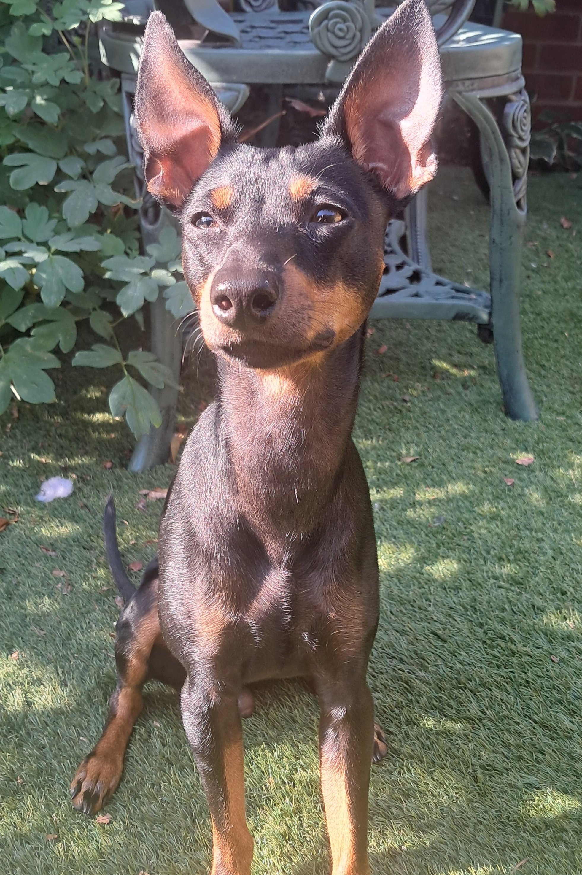 Bodhi