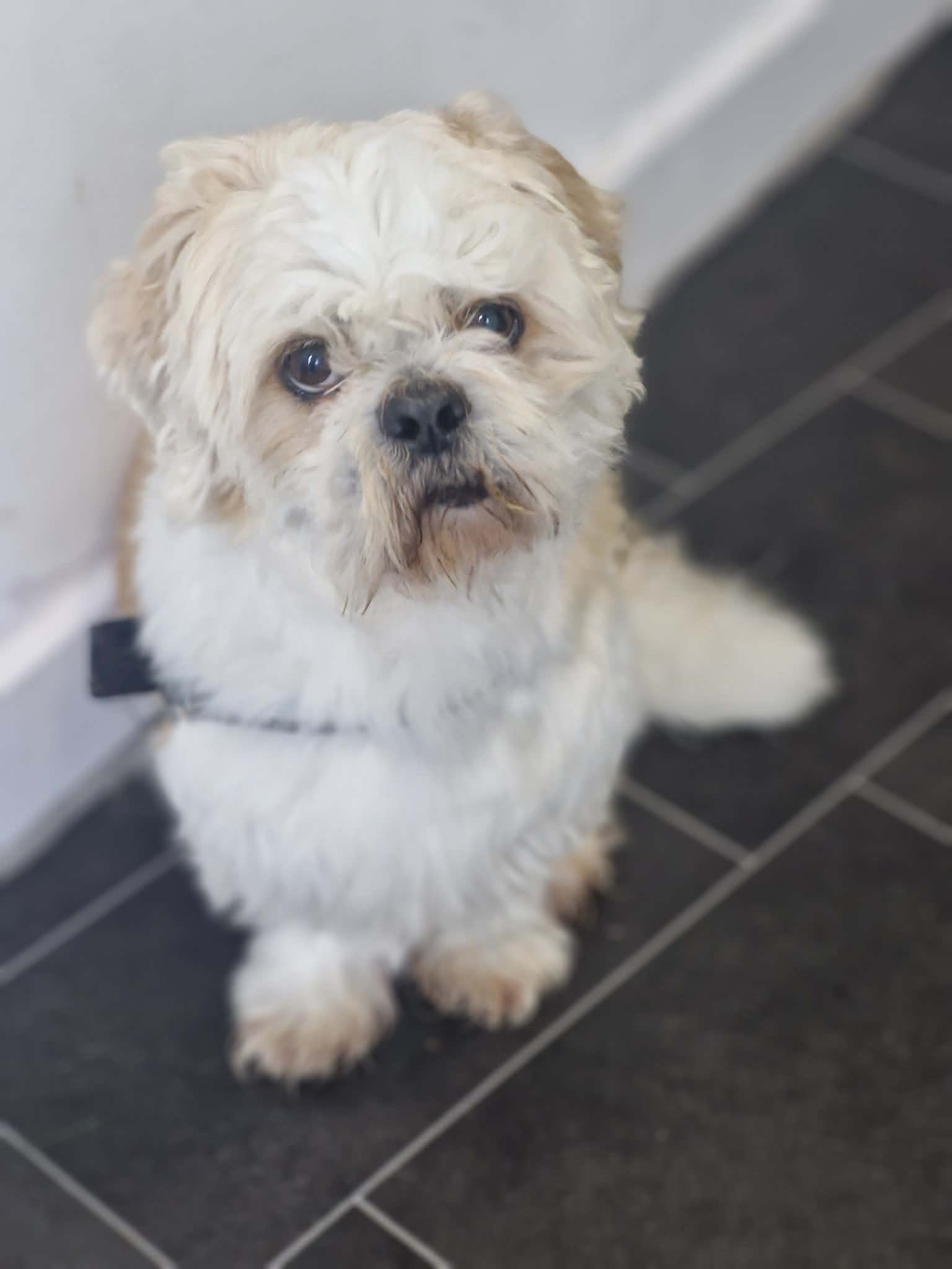 Teddy