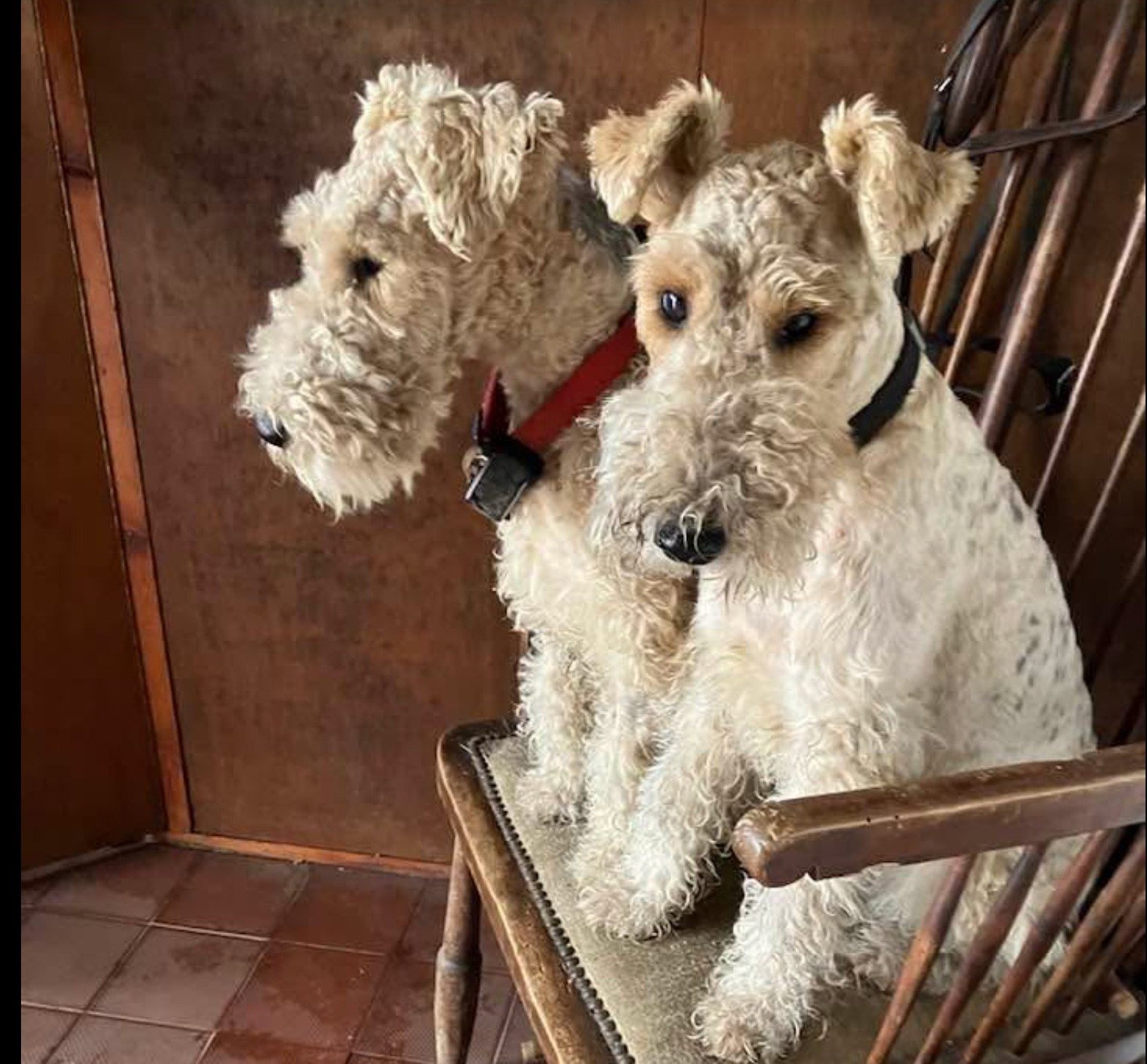 Toby and finn