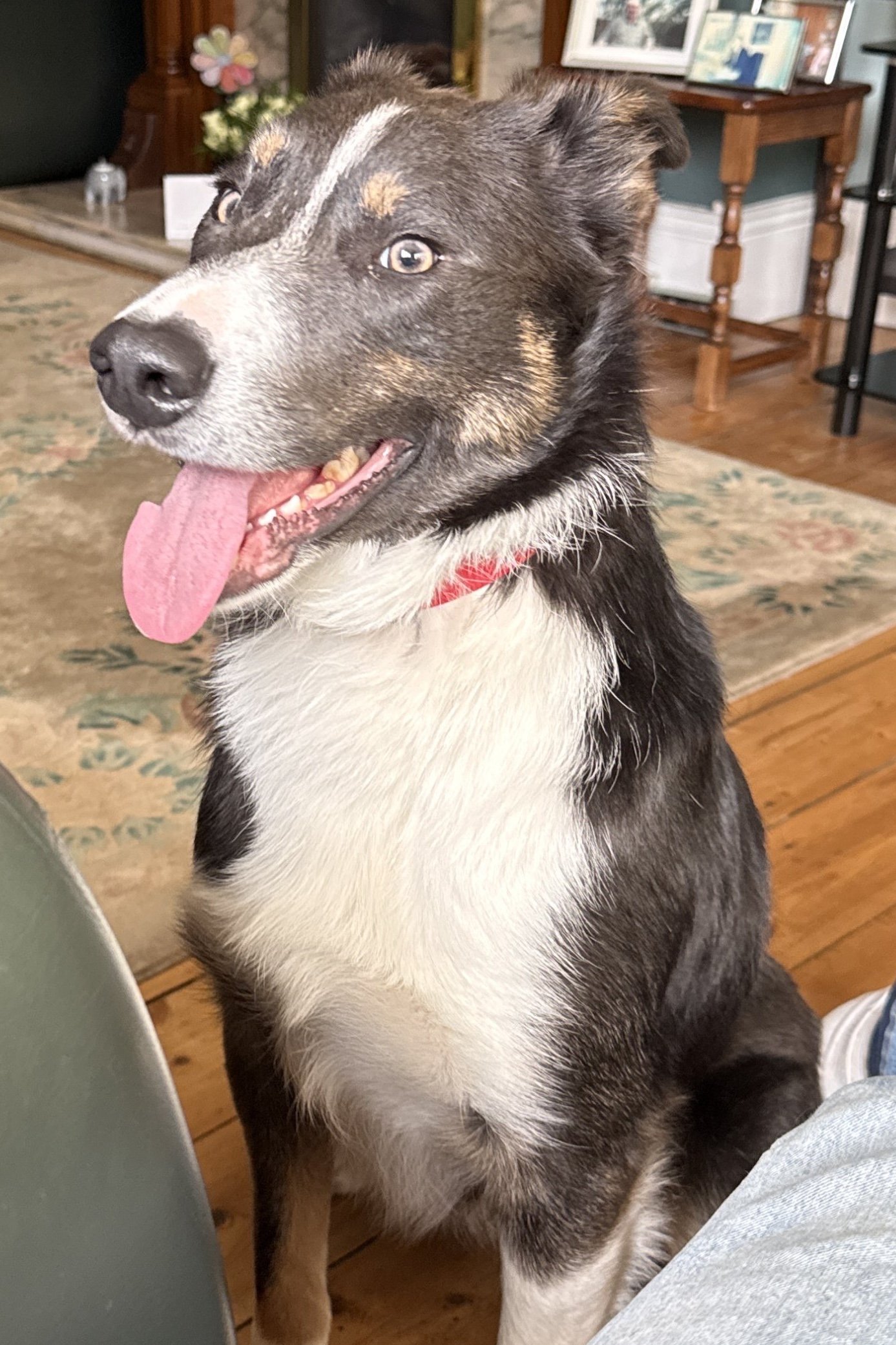 Scout