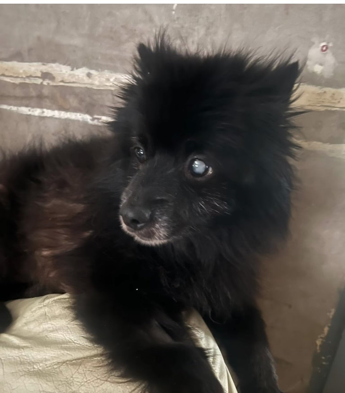 Benji