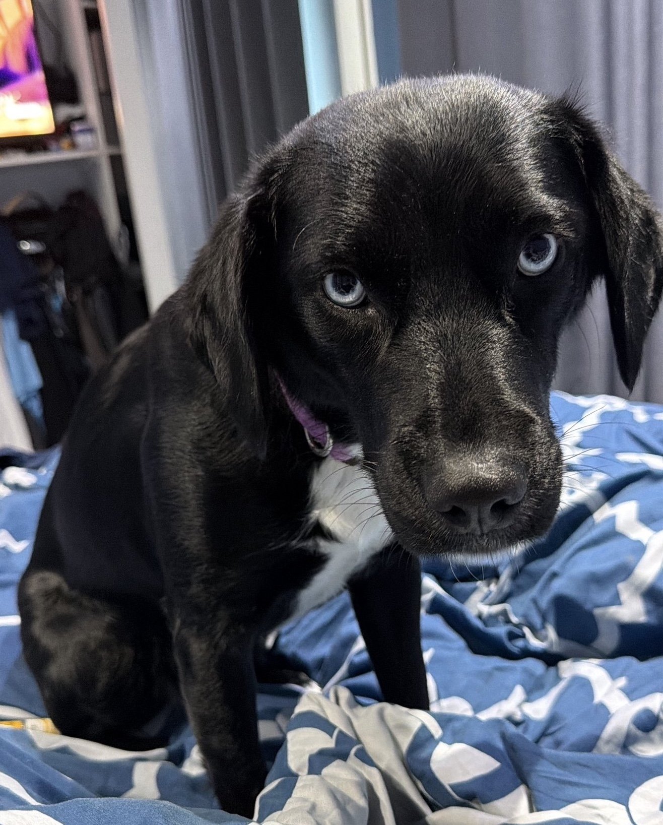 Daisy