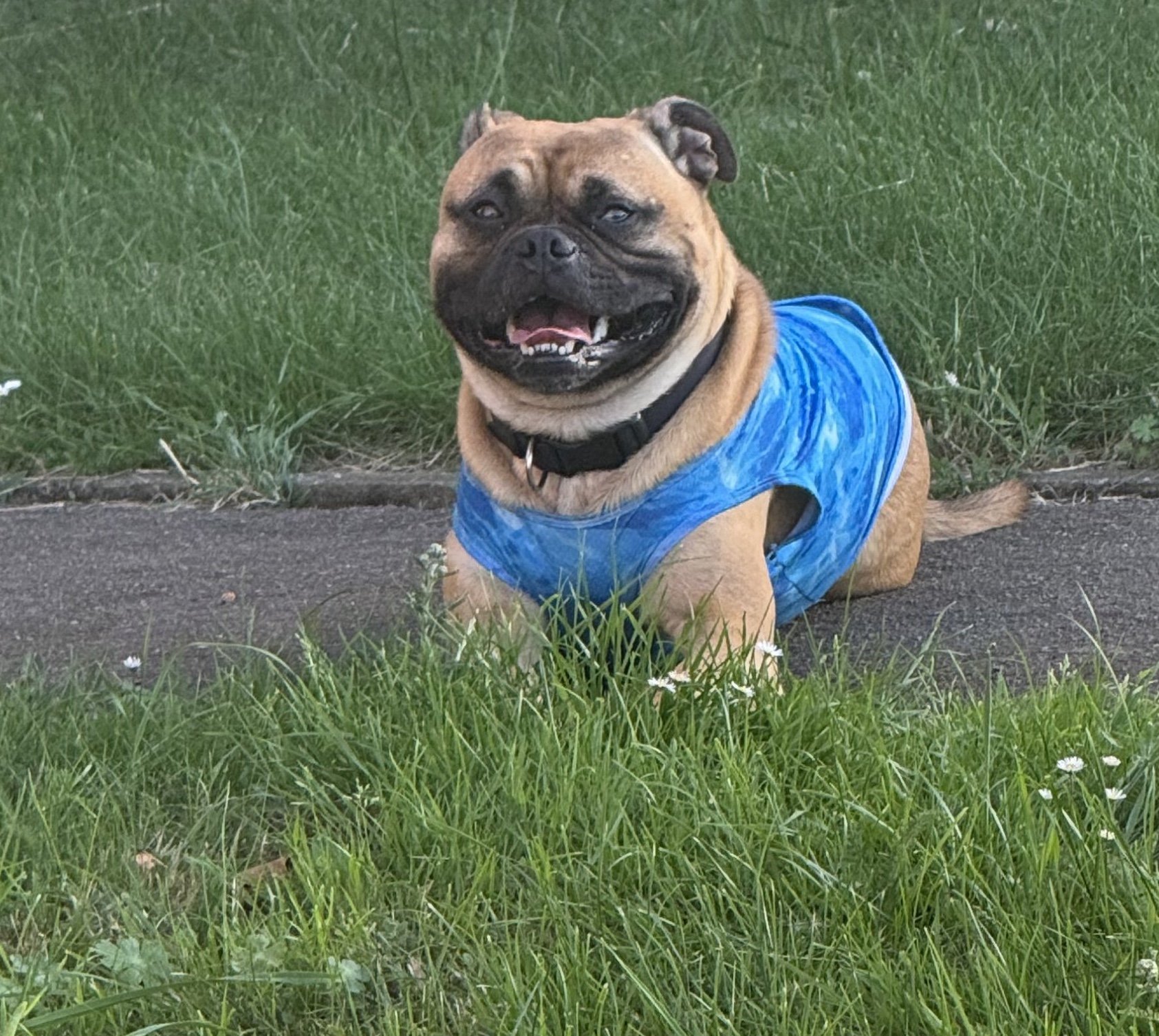 Buddy