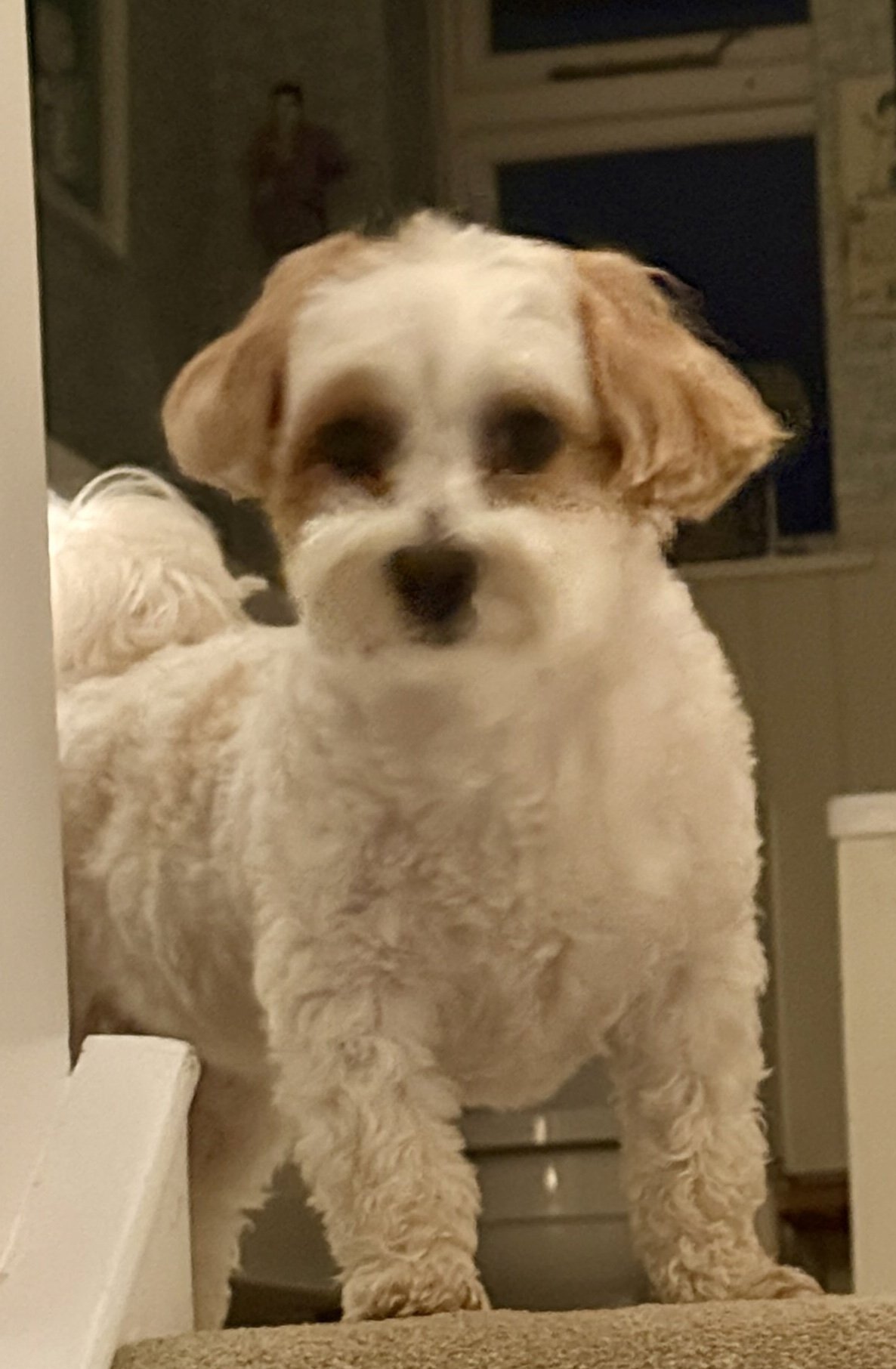 Stella