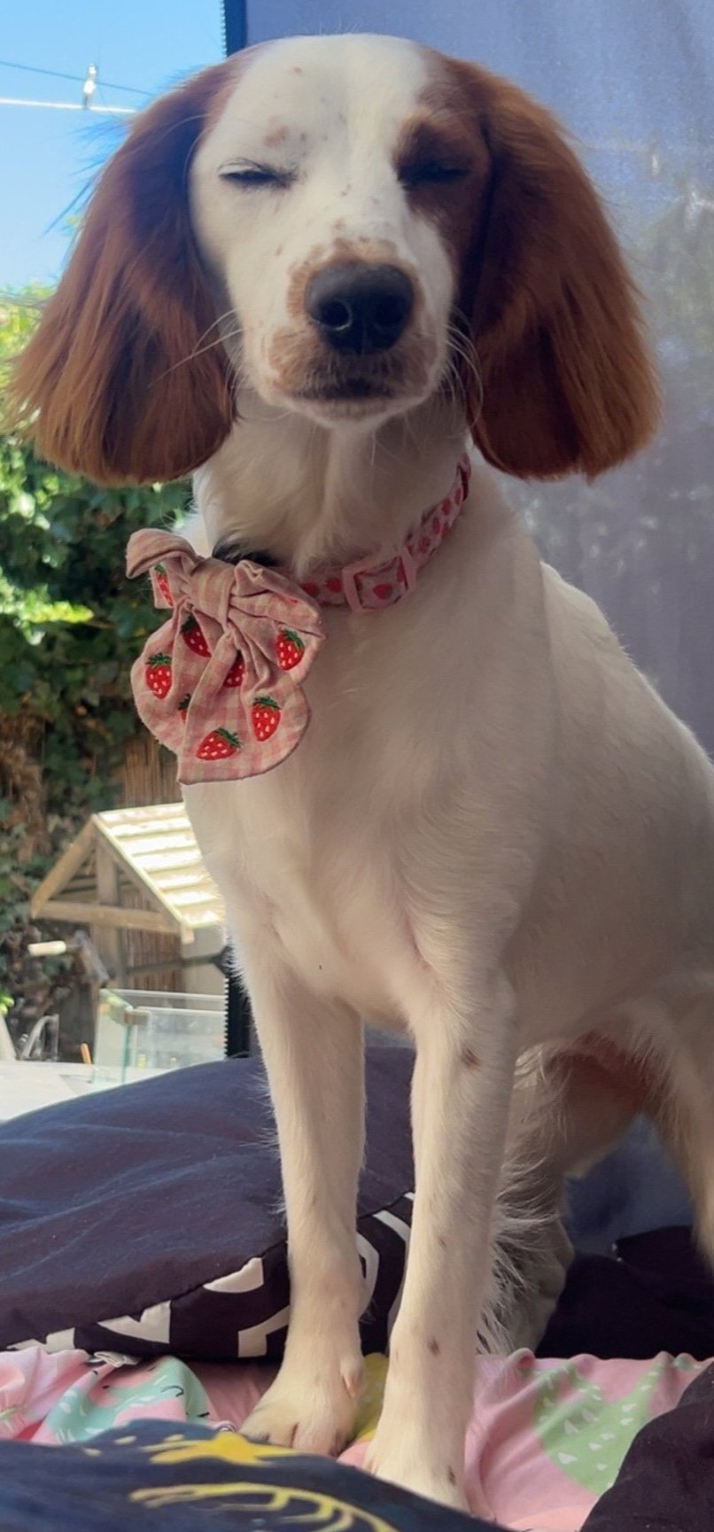 Tilly