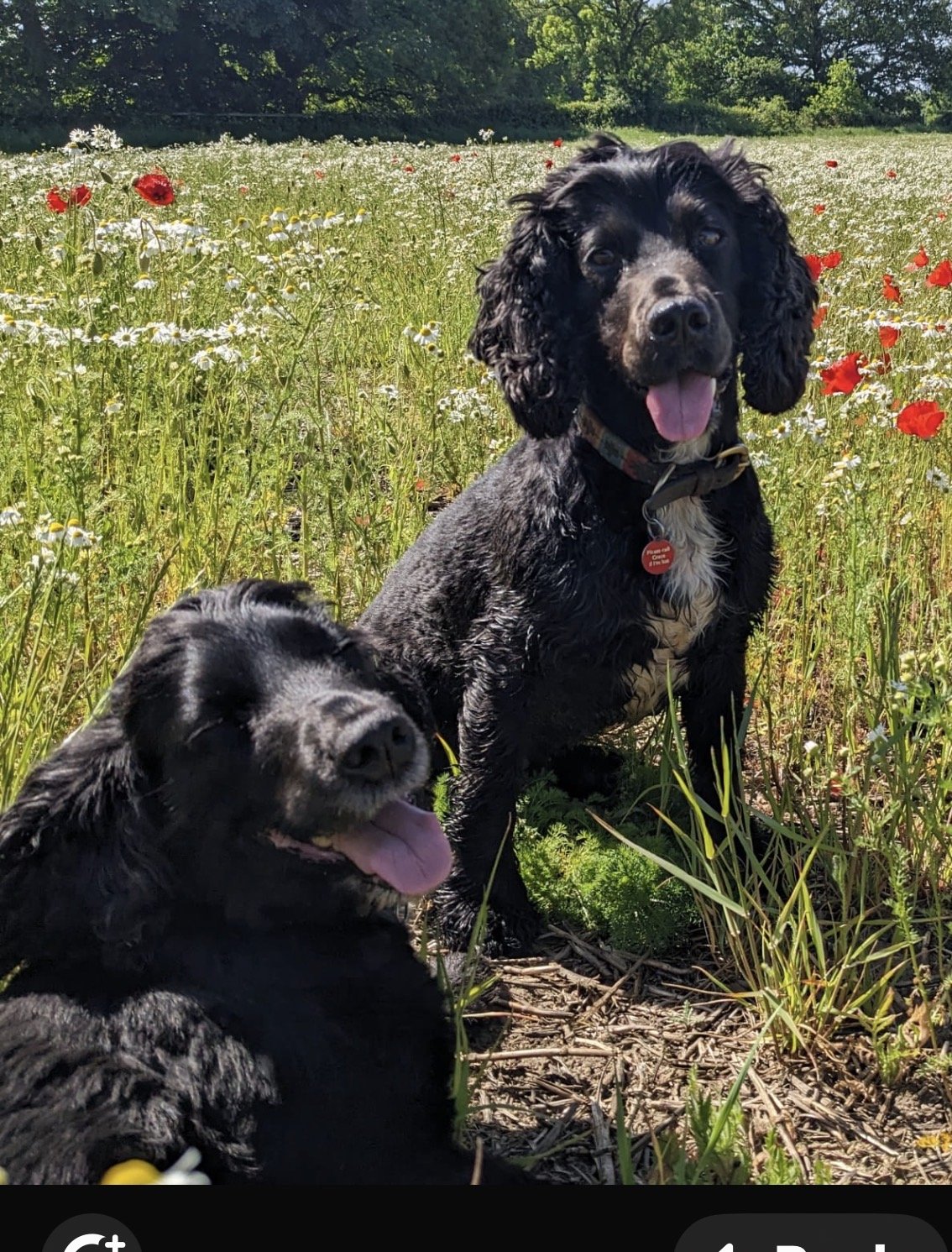Rosie and Rummy
