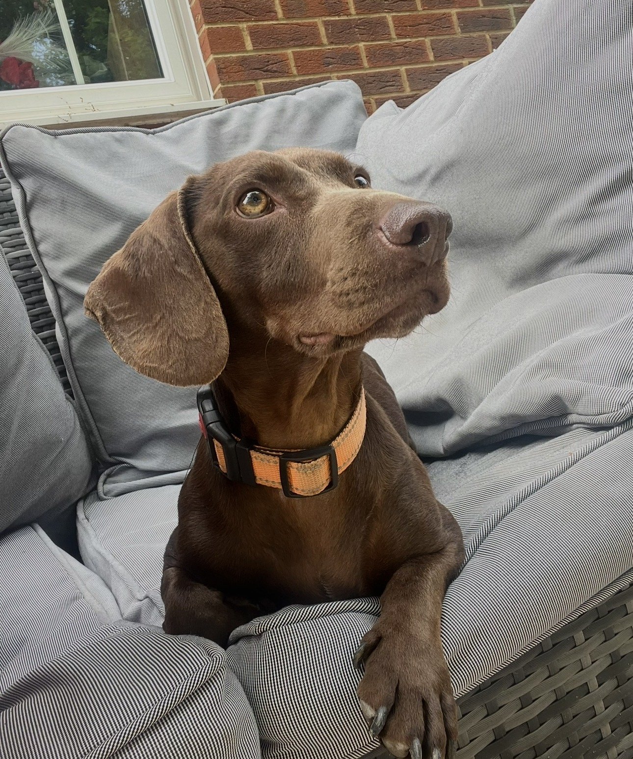 Scooby