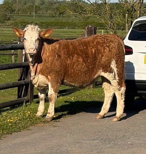 Simmental Heifer