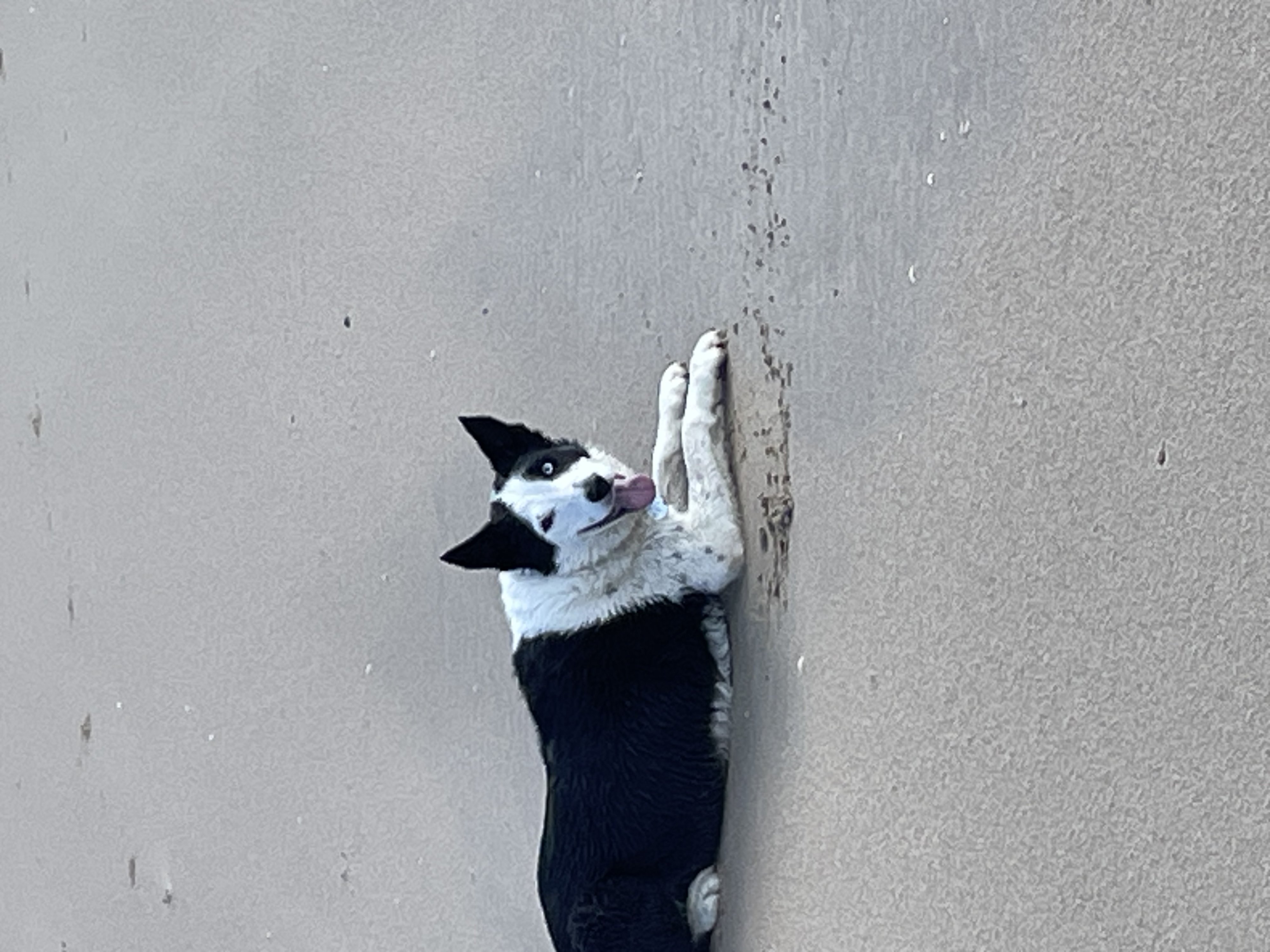Teg
