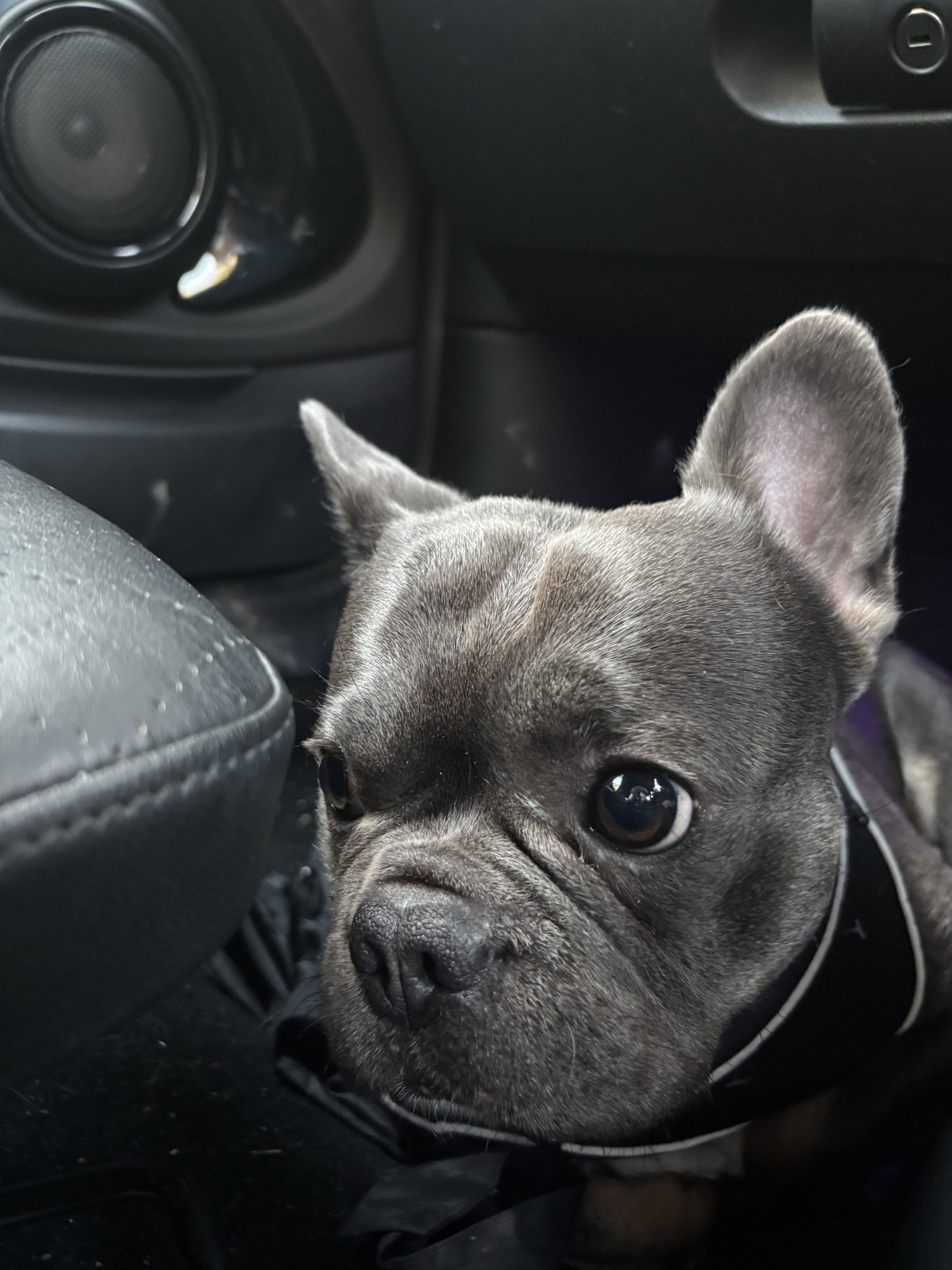 Rocco