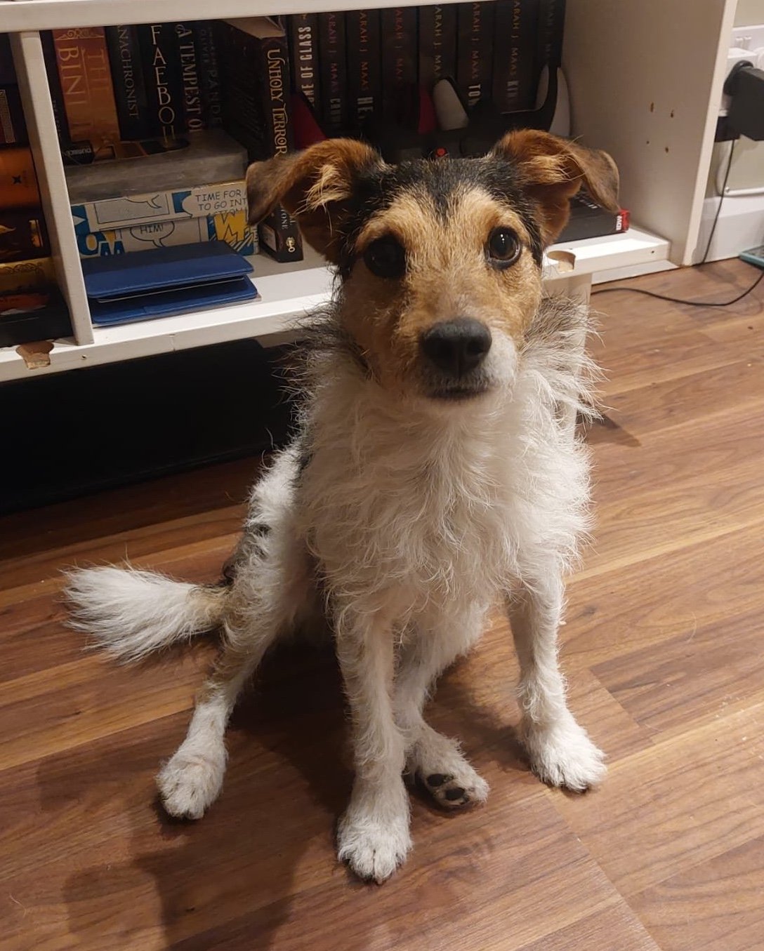 Obi