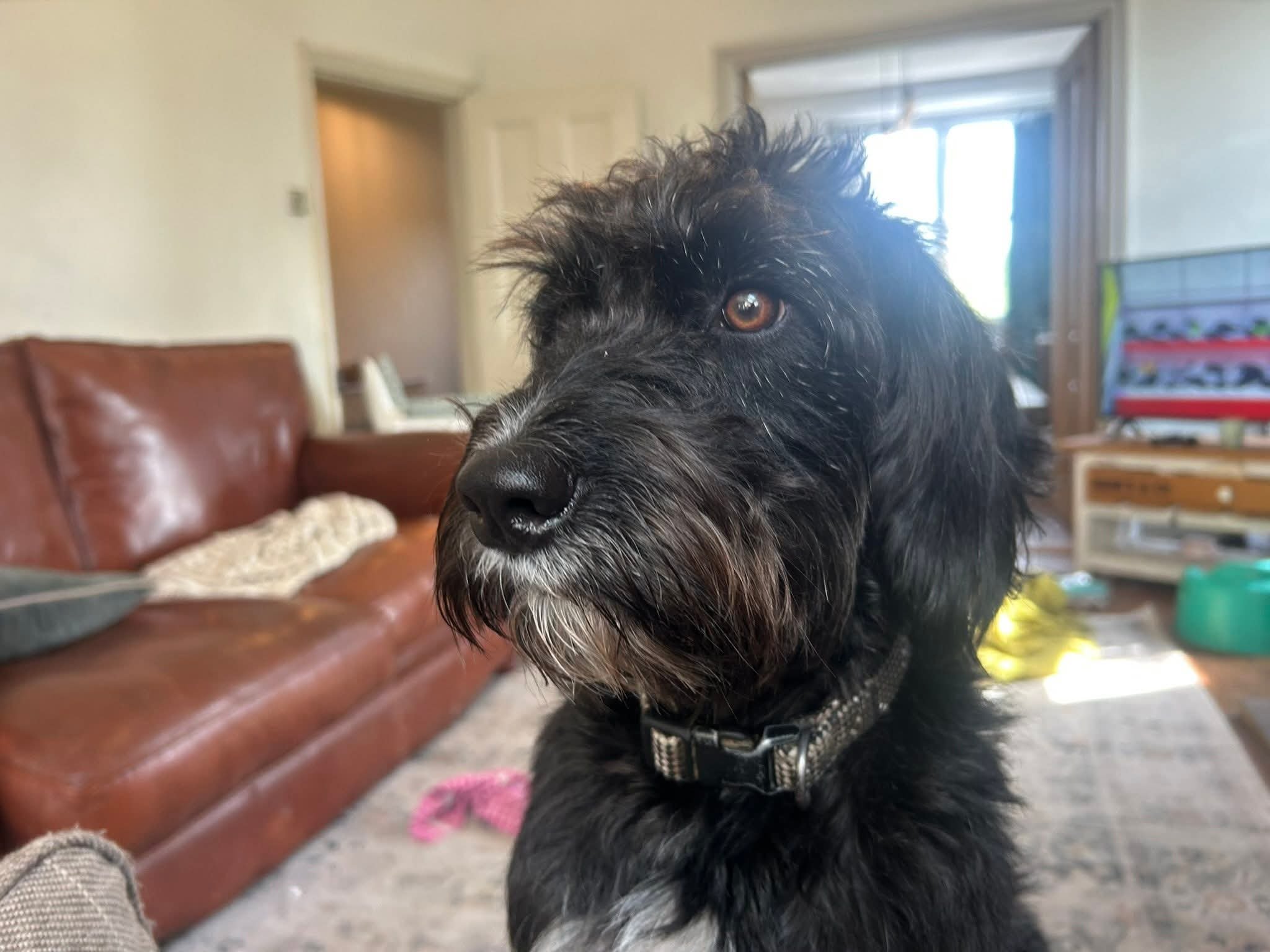 Dylan