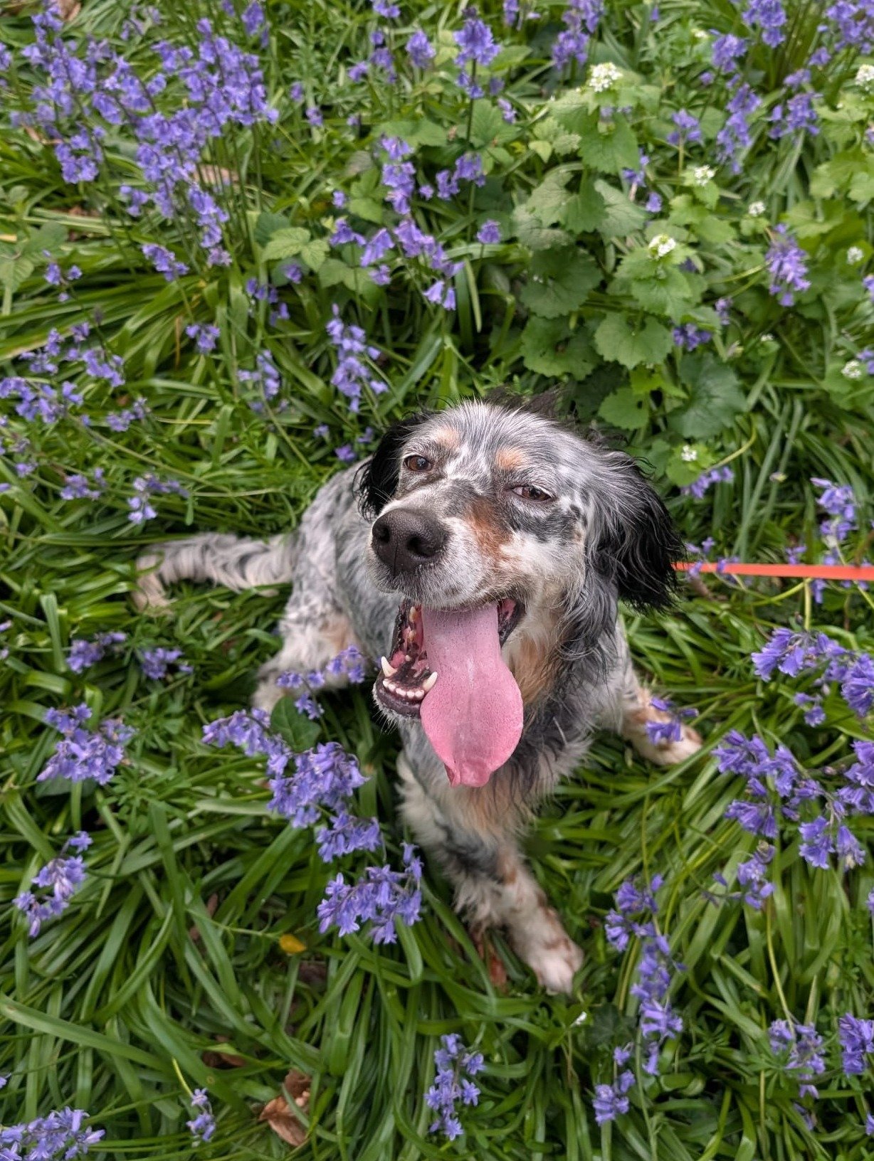 Basil