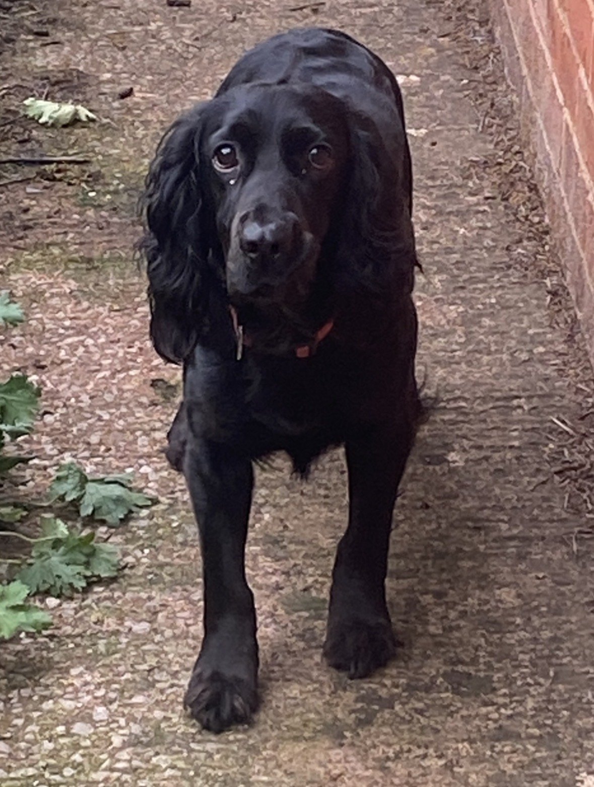 Bailey